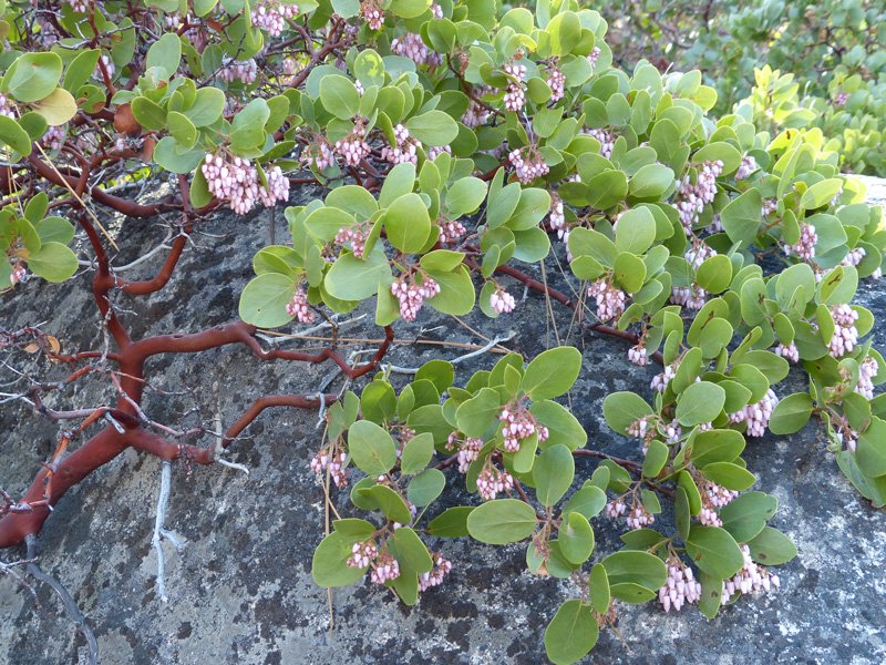 Green manzanita (Arctostaphylos patula)