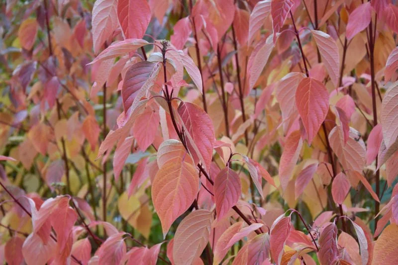Red Osier Dogwood (Cornus sericea) - Requires more watering/shade