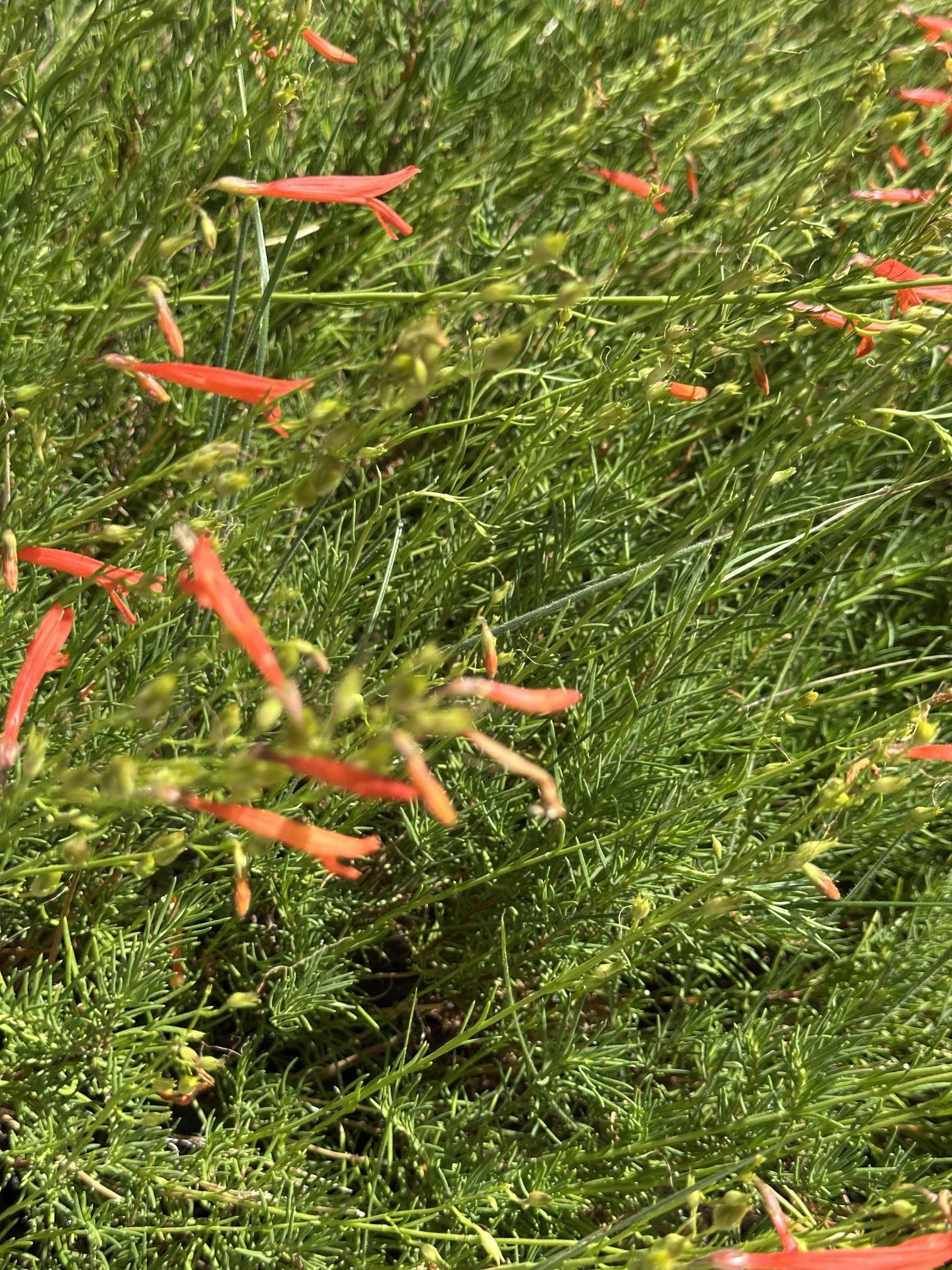 Pineleaf penstemon (Penstemon pinifolius)