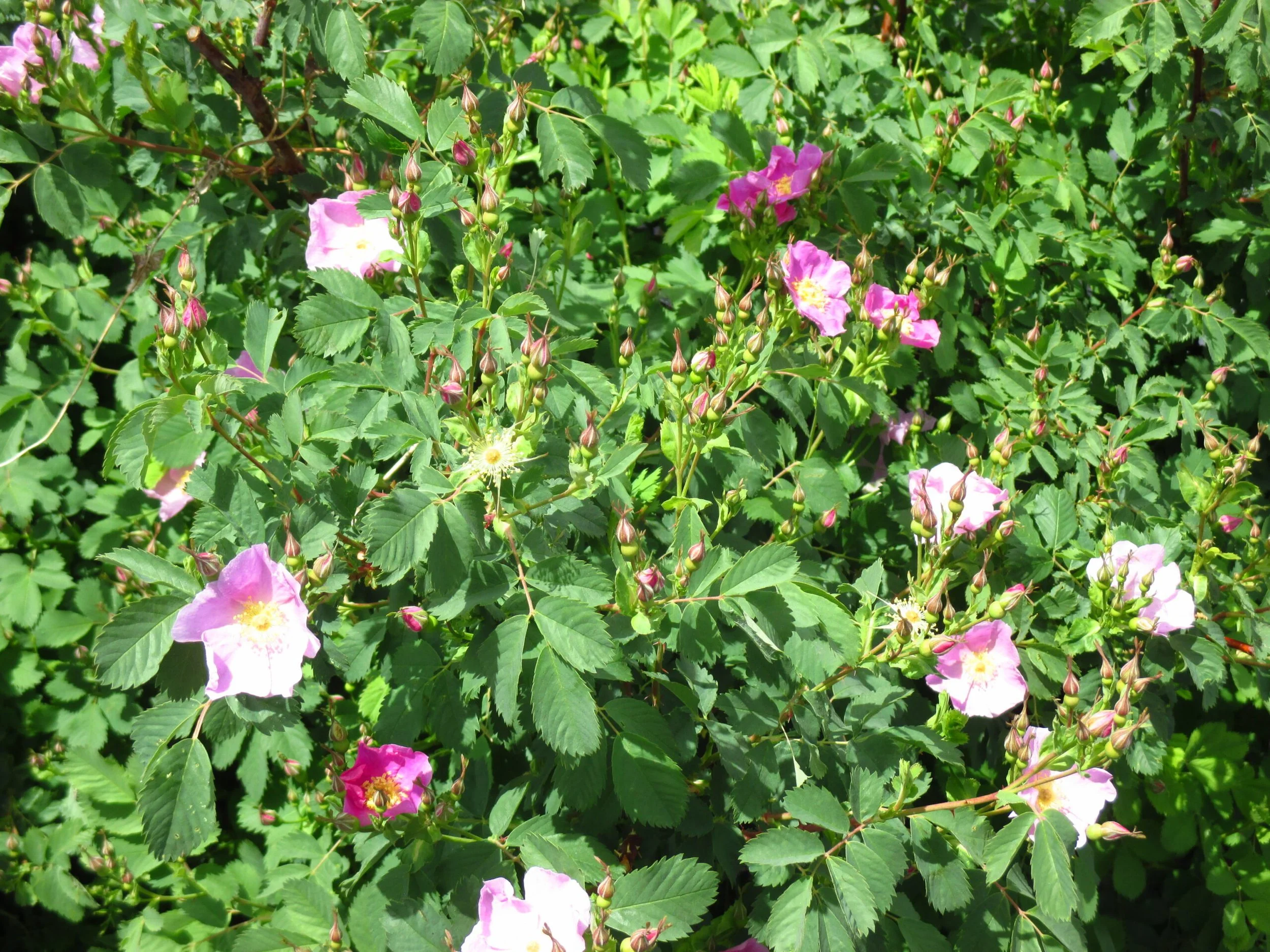 Woods' rose (Rosa woodsii)