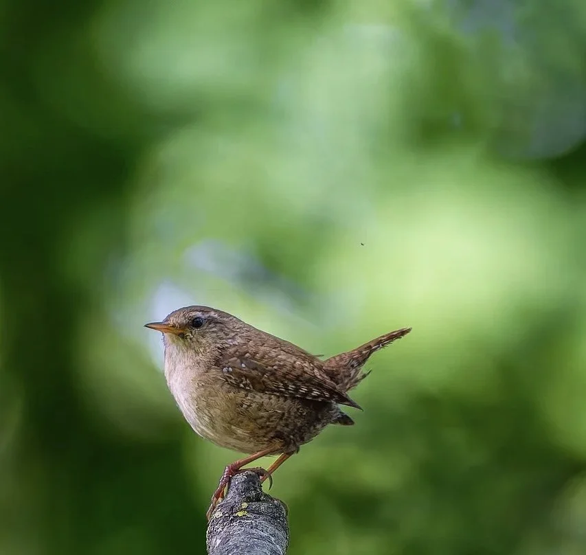 New Year Brings Focused Action 