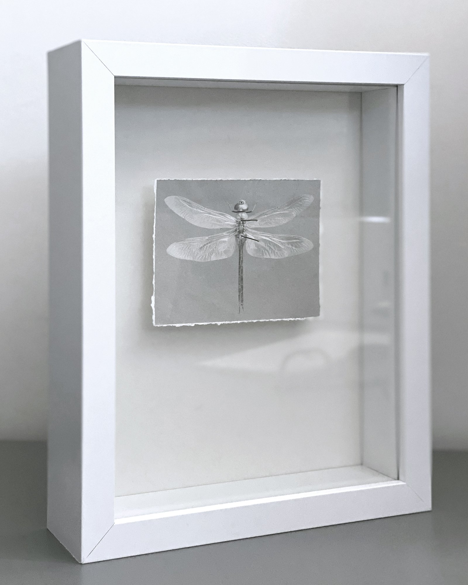 dragonfly white.jpg