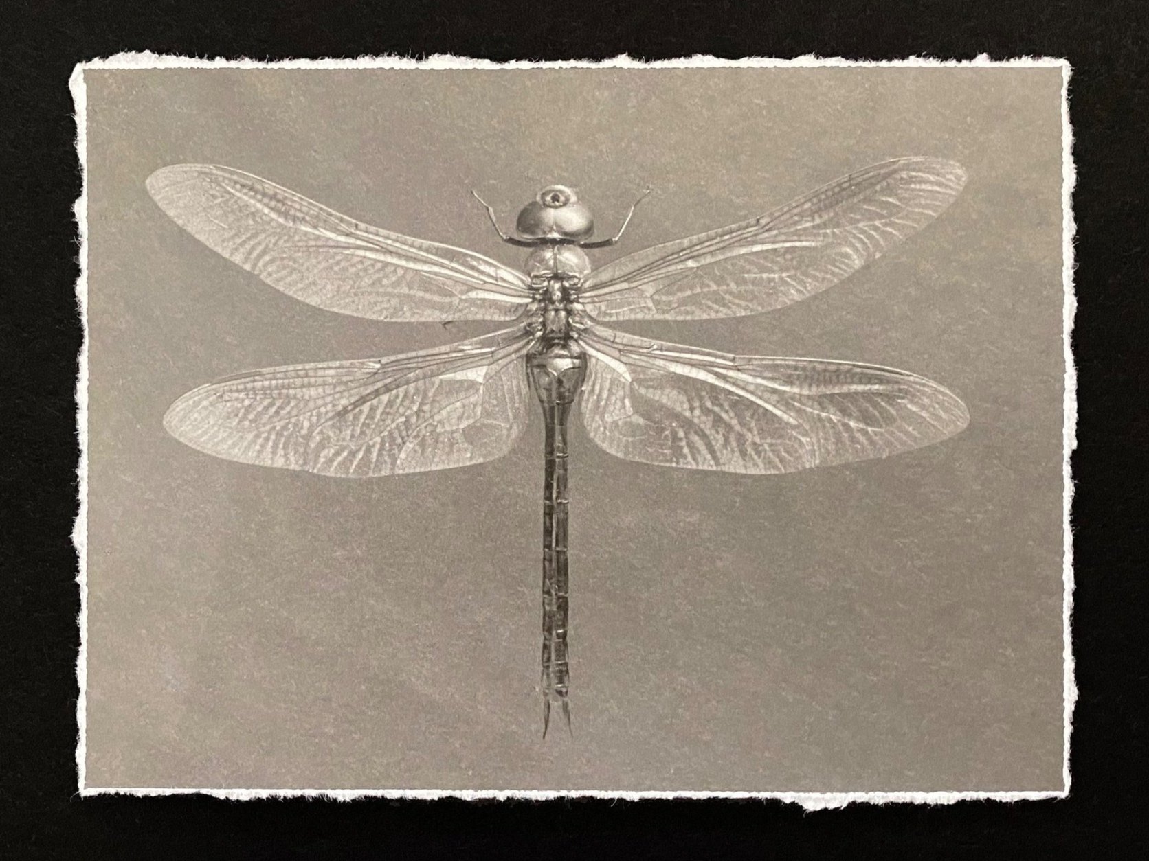 dragonfly+sepia.jpg