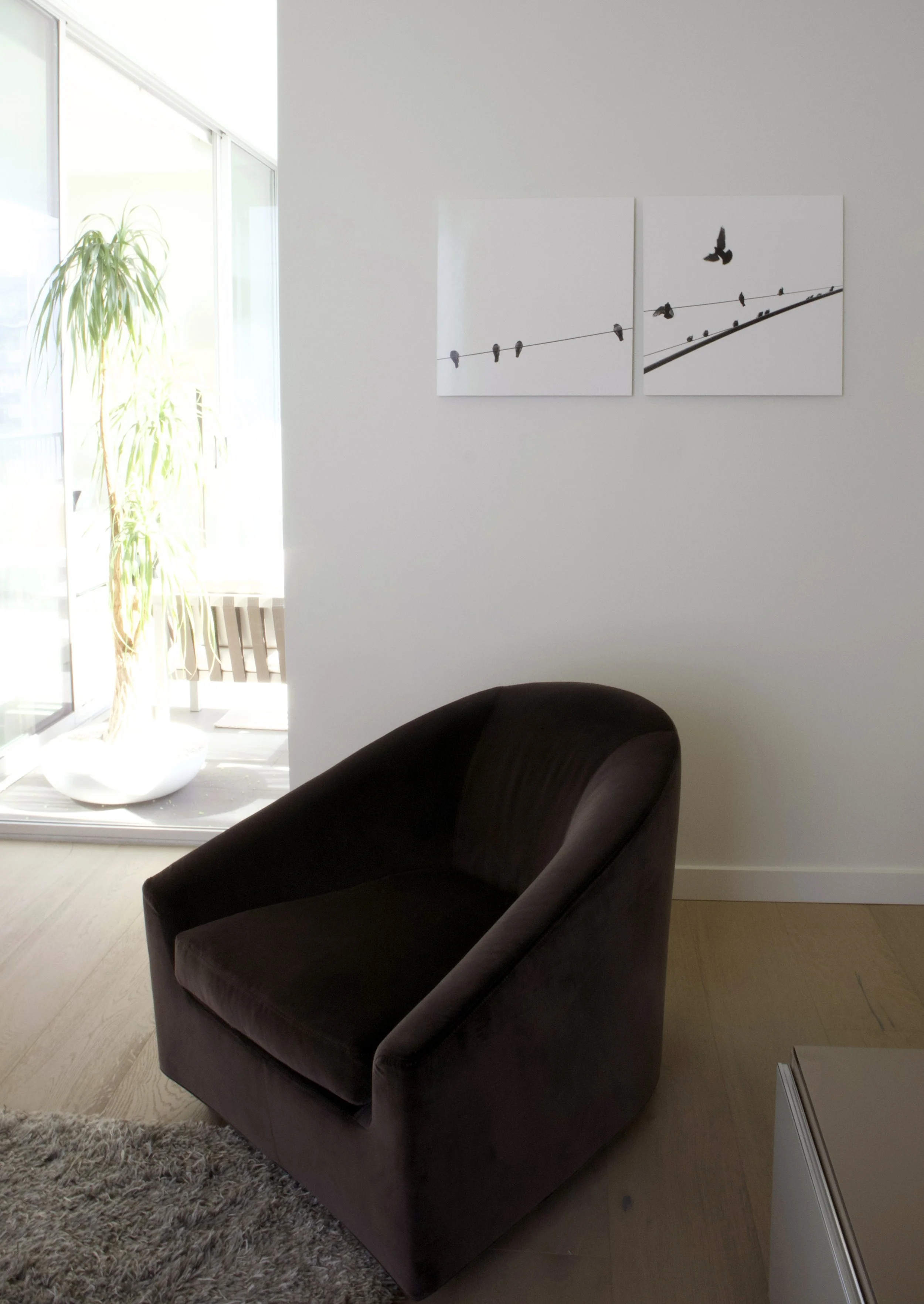 pigeons . new york . 1996