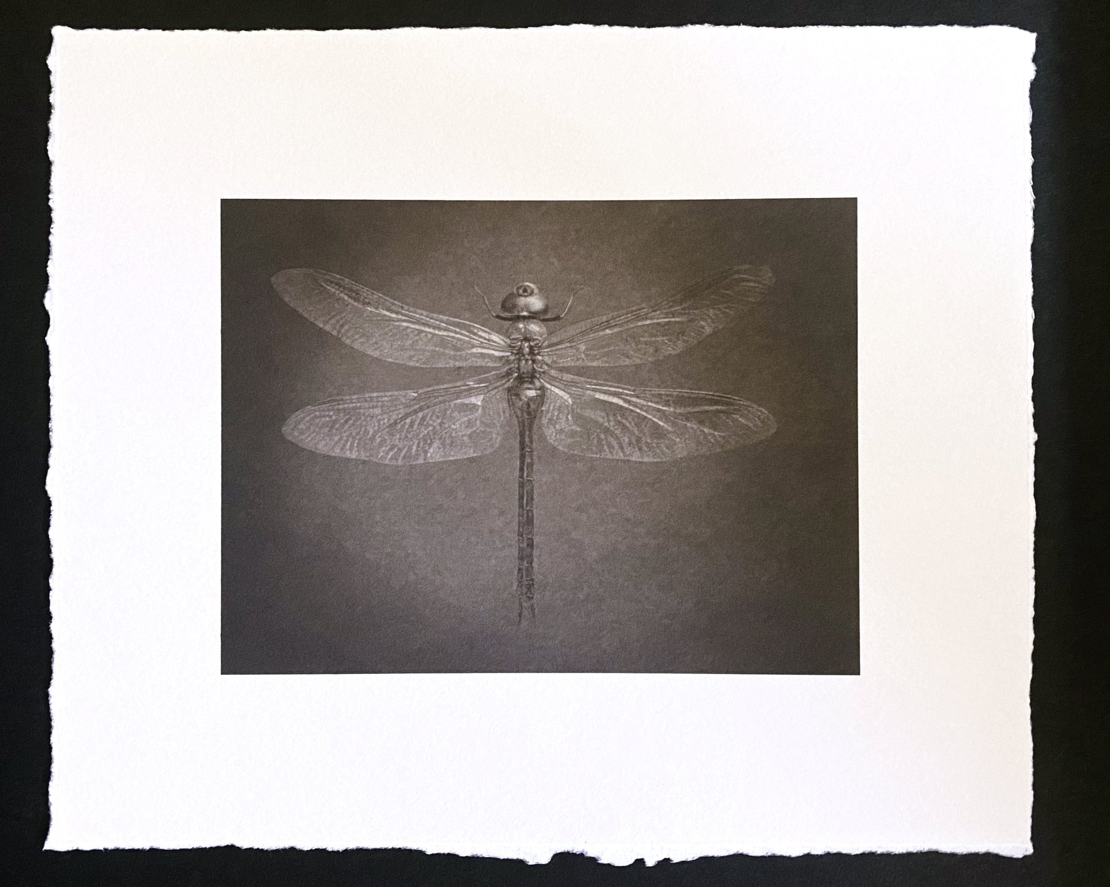 dragonfly+brown.jpg