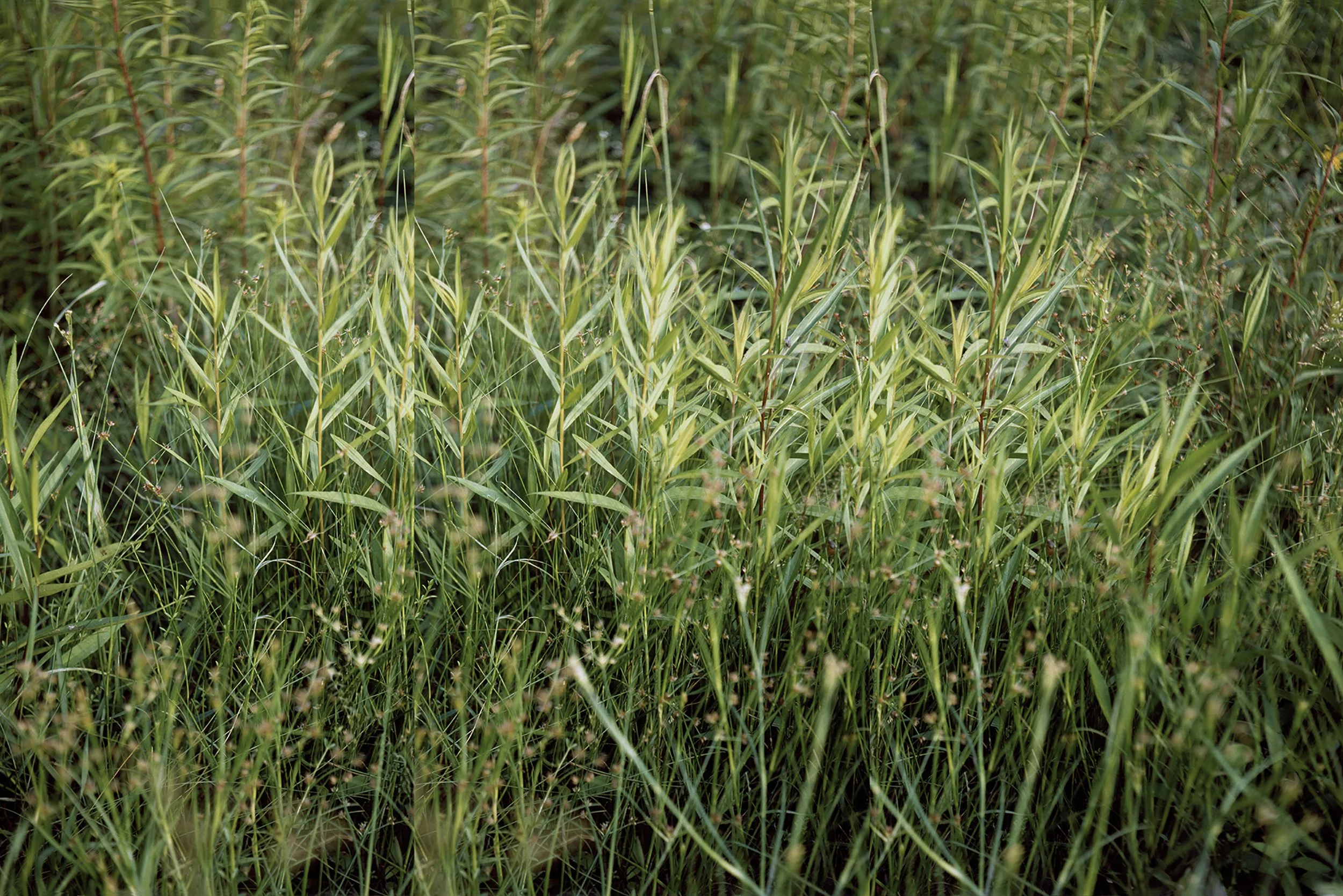 field . maine . 40x60 in. archival pigment print . ed 10