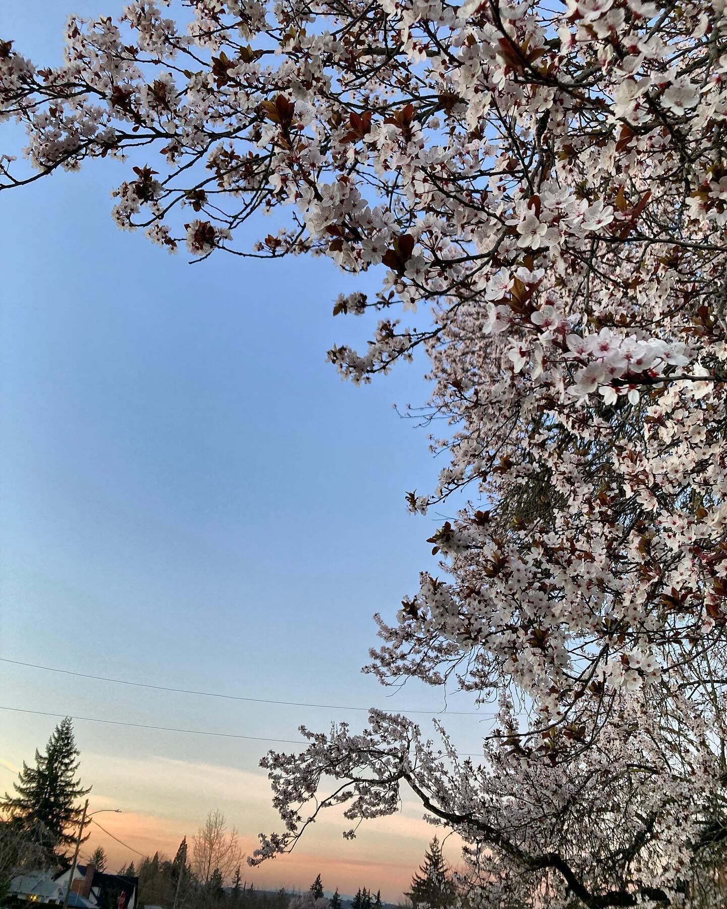 Very good evenings. #sunsets #blossoms #pdx