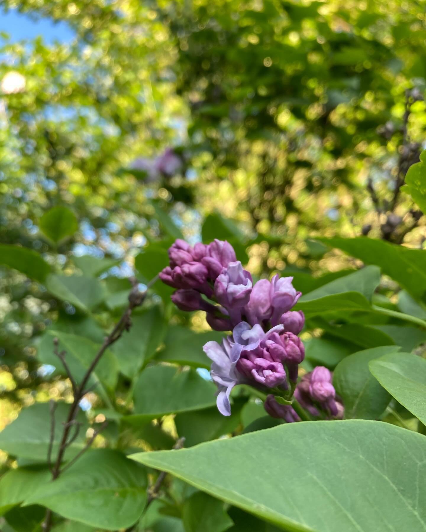 Lilacs for you! Happy Monday, friends. 🌸