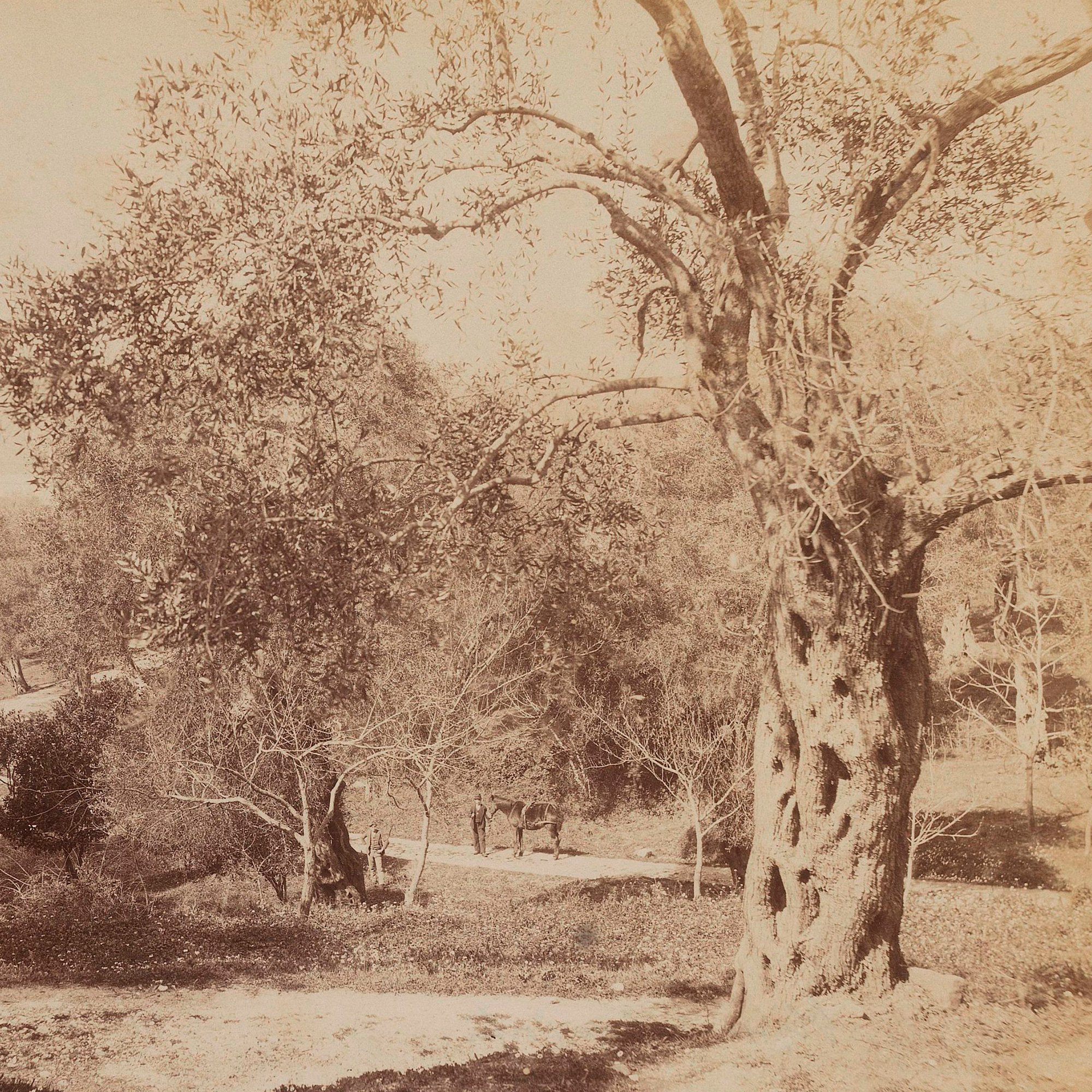 Thriving Trees