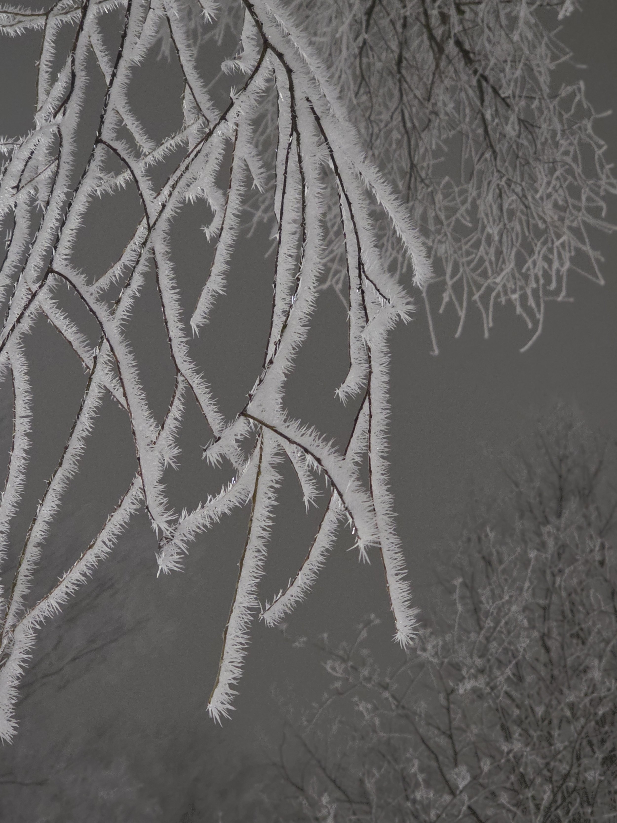 close-up of bare tree branches covered in ice snow in the grey background