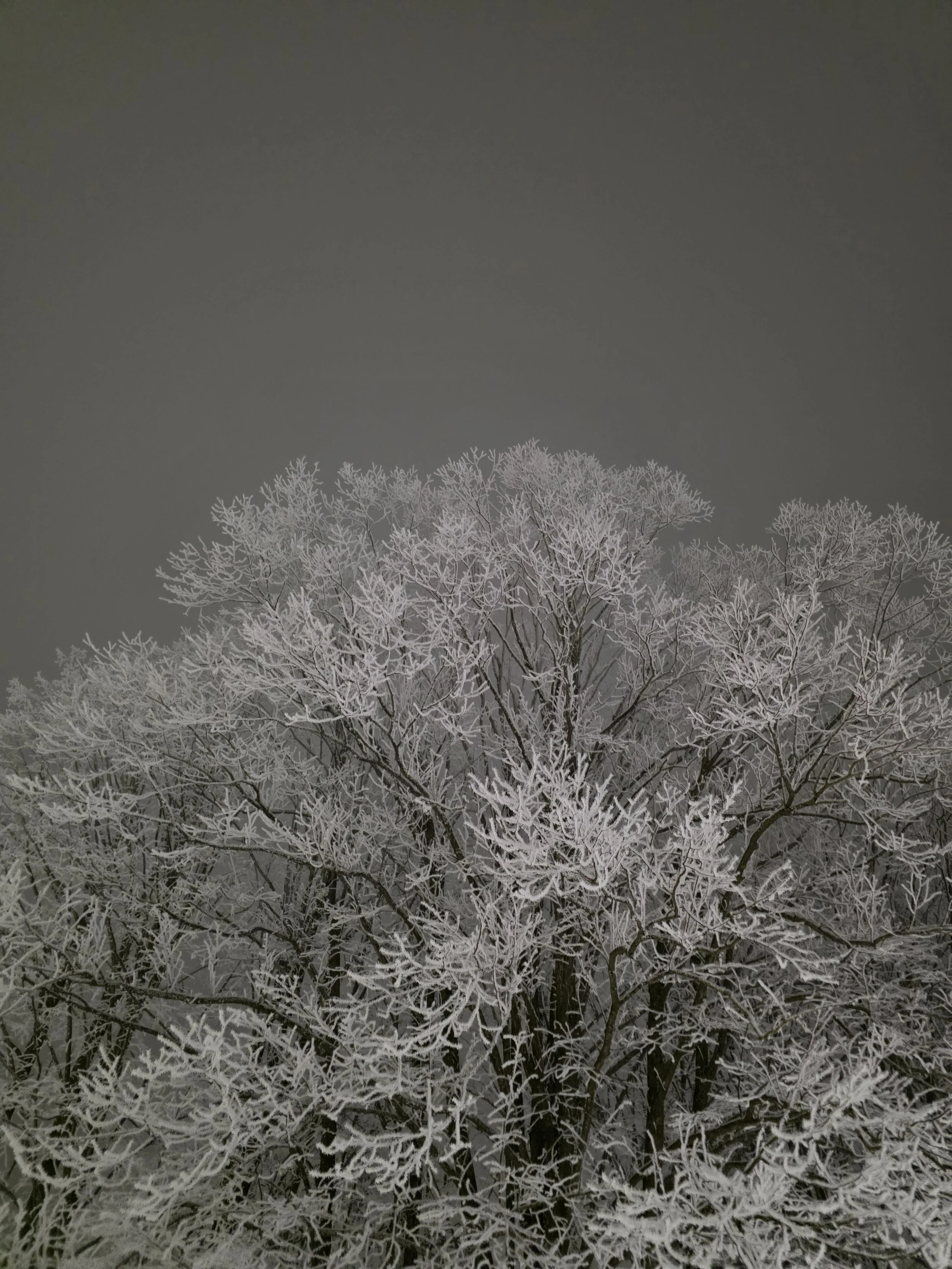 bare tree branches covered in snow in the grey background