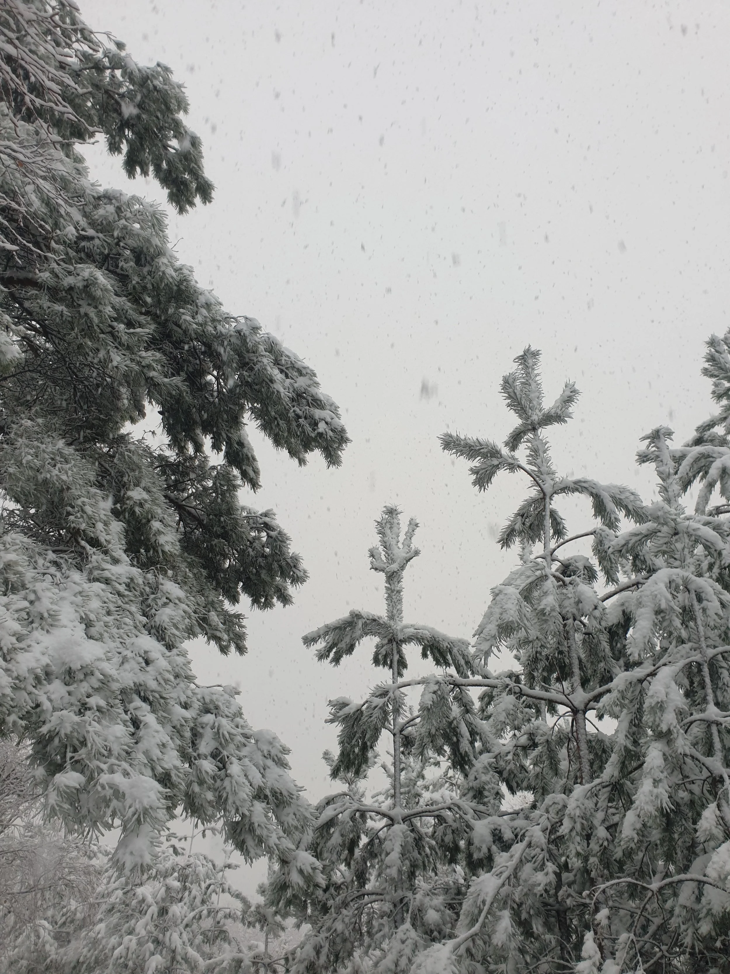 forest close-up of pine trees covered in layer of snow captured in a snow falling background