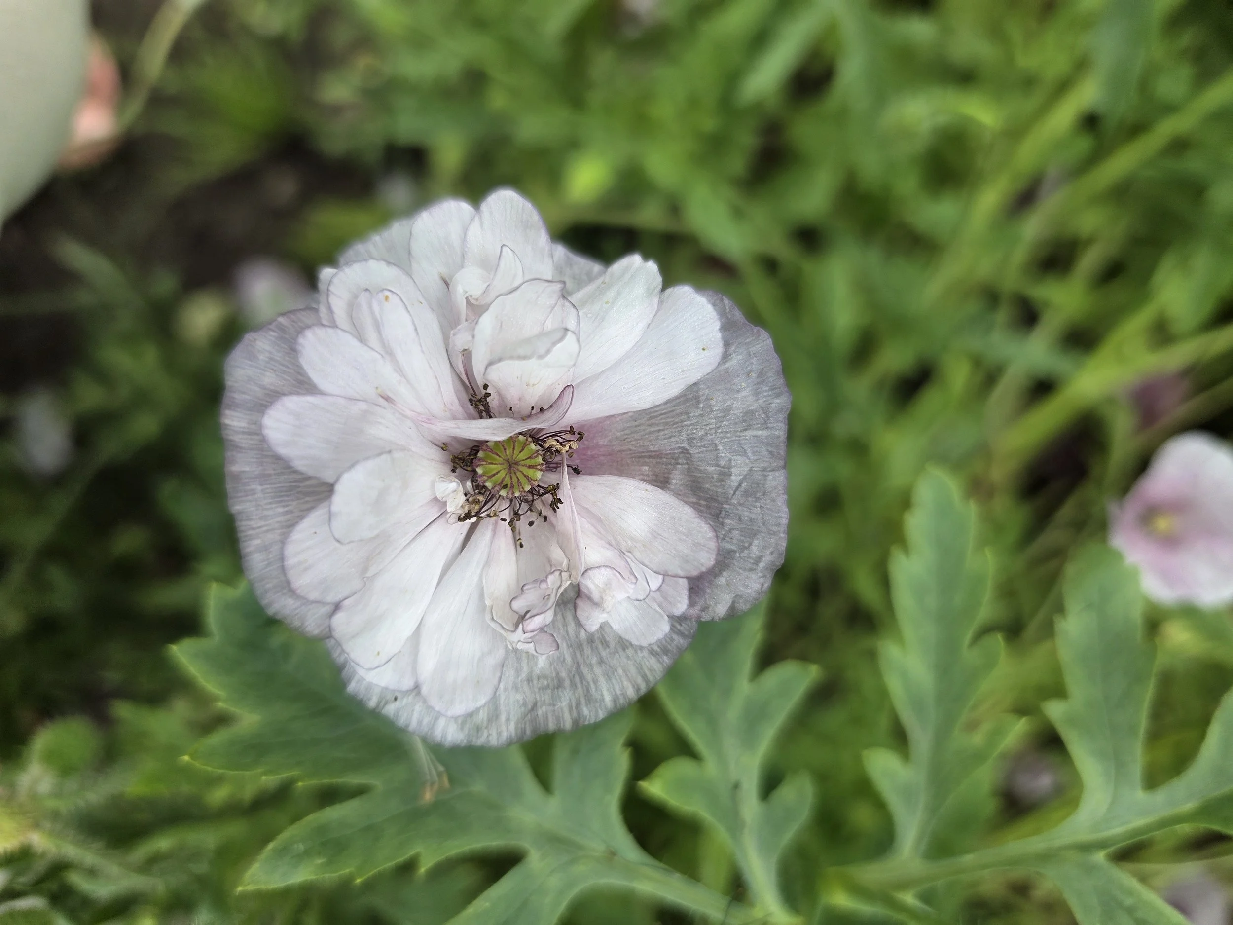 white poppy bloom close up in the green background
