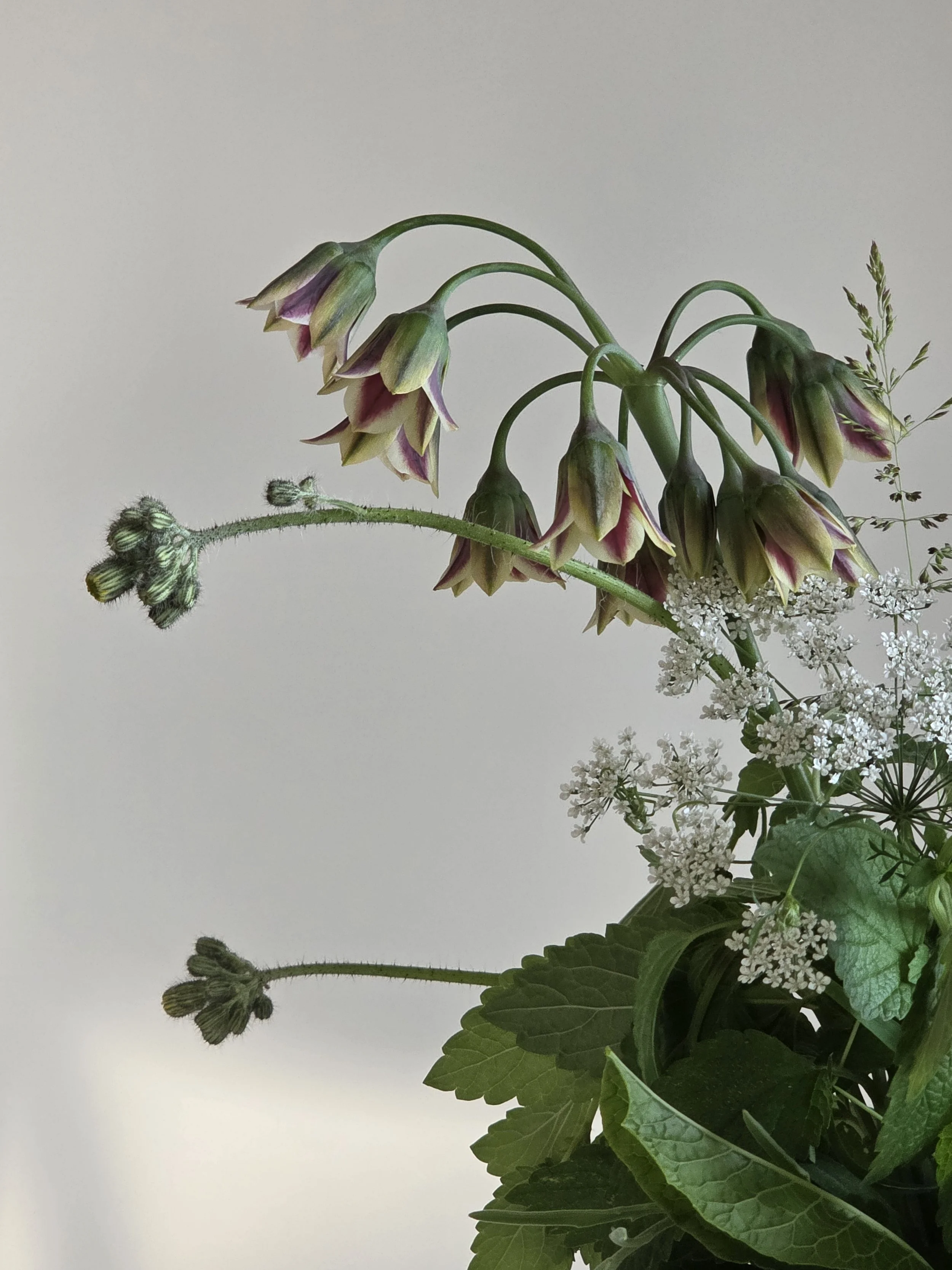 wild blooming flower bouquet