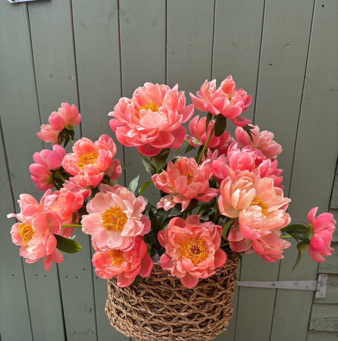 PEONIES & PIMMS