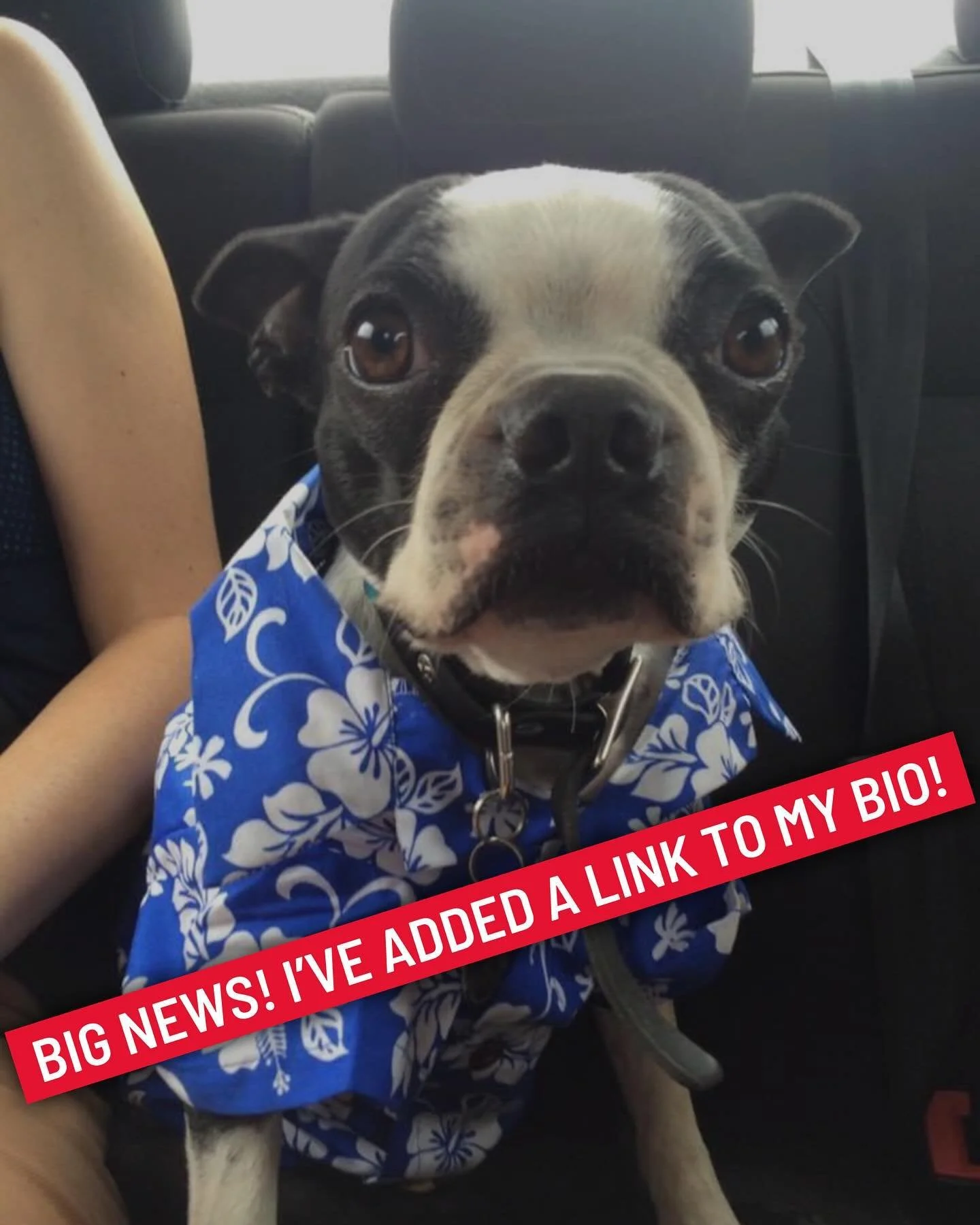 Now that I&rsquo;ve gotten your attention with this ridiculous picture of my service dog, I can let you know there is a new link in my bio. Info on my services, resources, writing and more. Thanks to @webspinster for the incredible@design!

ID/alttex