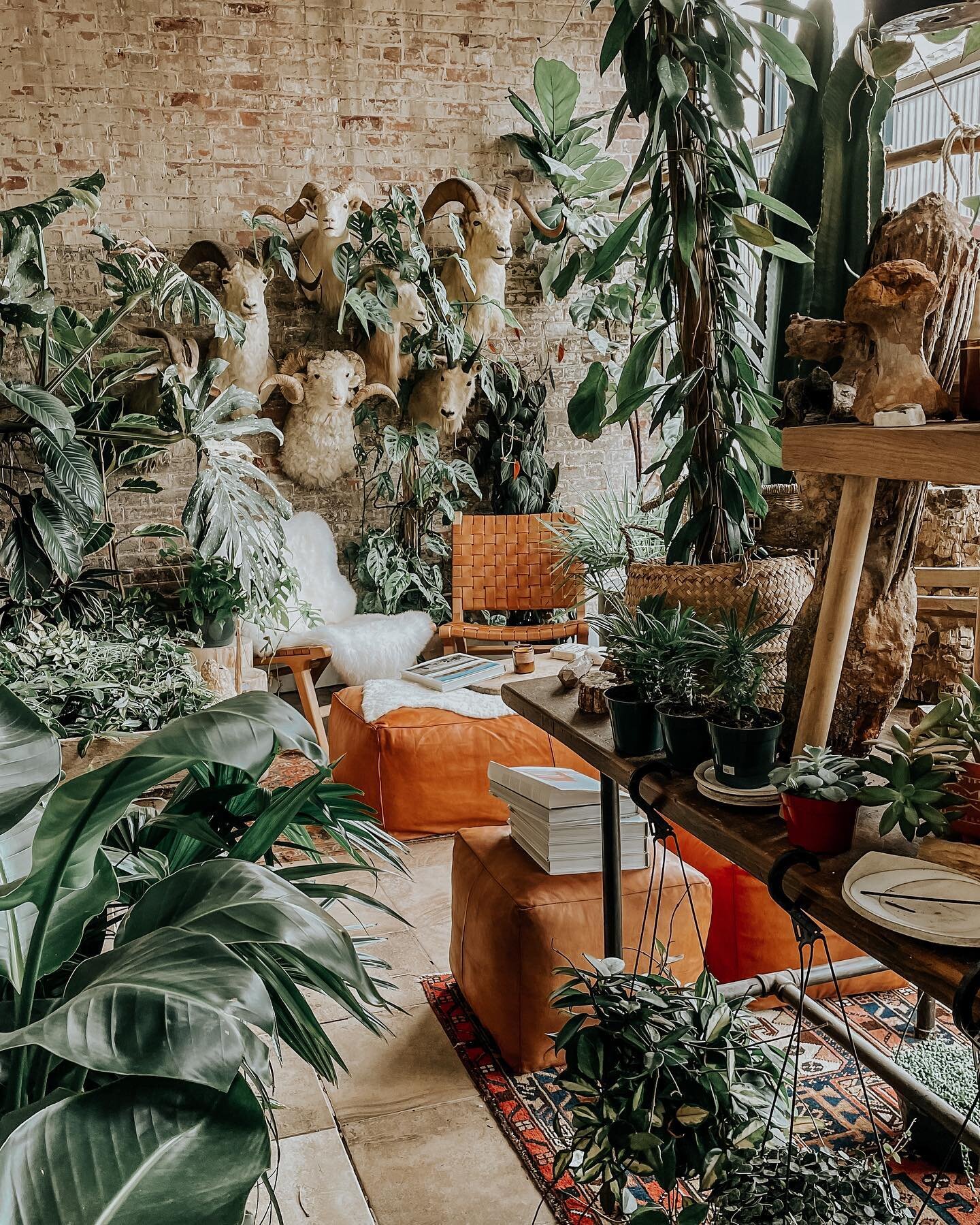 My plant collection has grown exponentially in the last two years and I have a feeling I'm not the only one 🌿

Boston has no shortage of lovely plant shops, but @SeedtoStem out in Worcester is worth the trip. The space is gorgeous, and they have eve