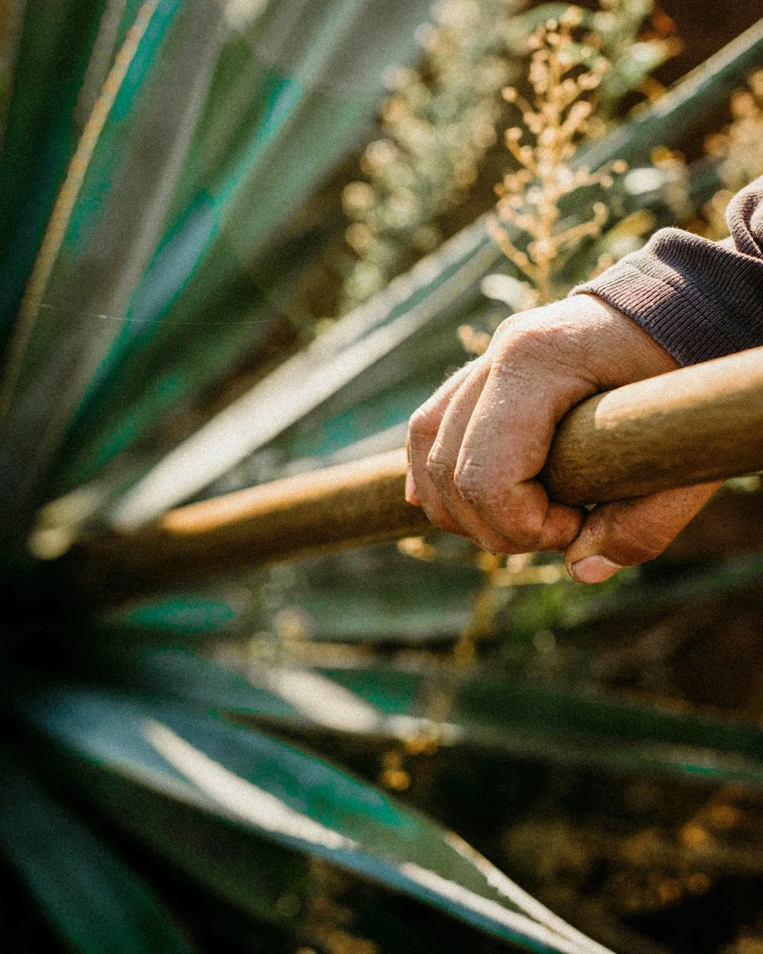 Every pour of Cielo Tequila begins with agave cut by hand. There are no shortcuts here. El Diamante del Cielo is made the hard way, because that&rsquo;s the only way to honor our roots.
