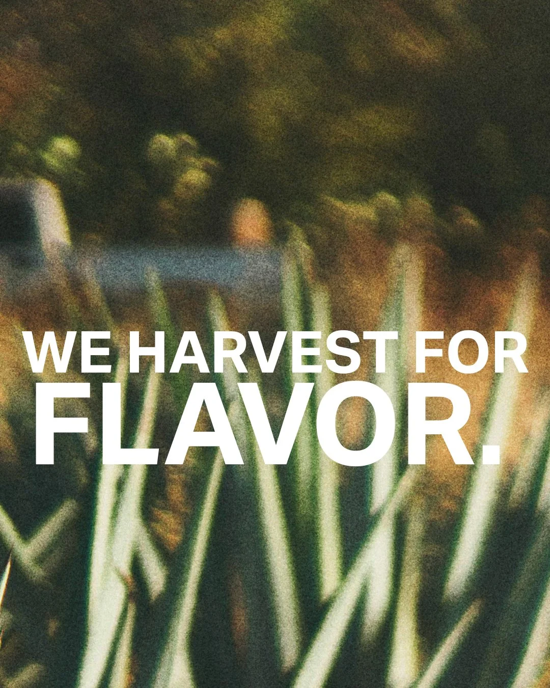 We take our time. Five to seven years, hand-cut to the heart, flavor perfected tequila in every bottle.