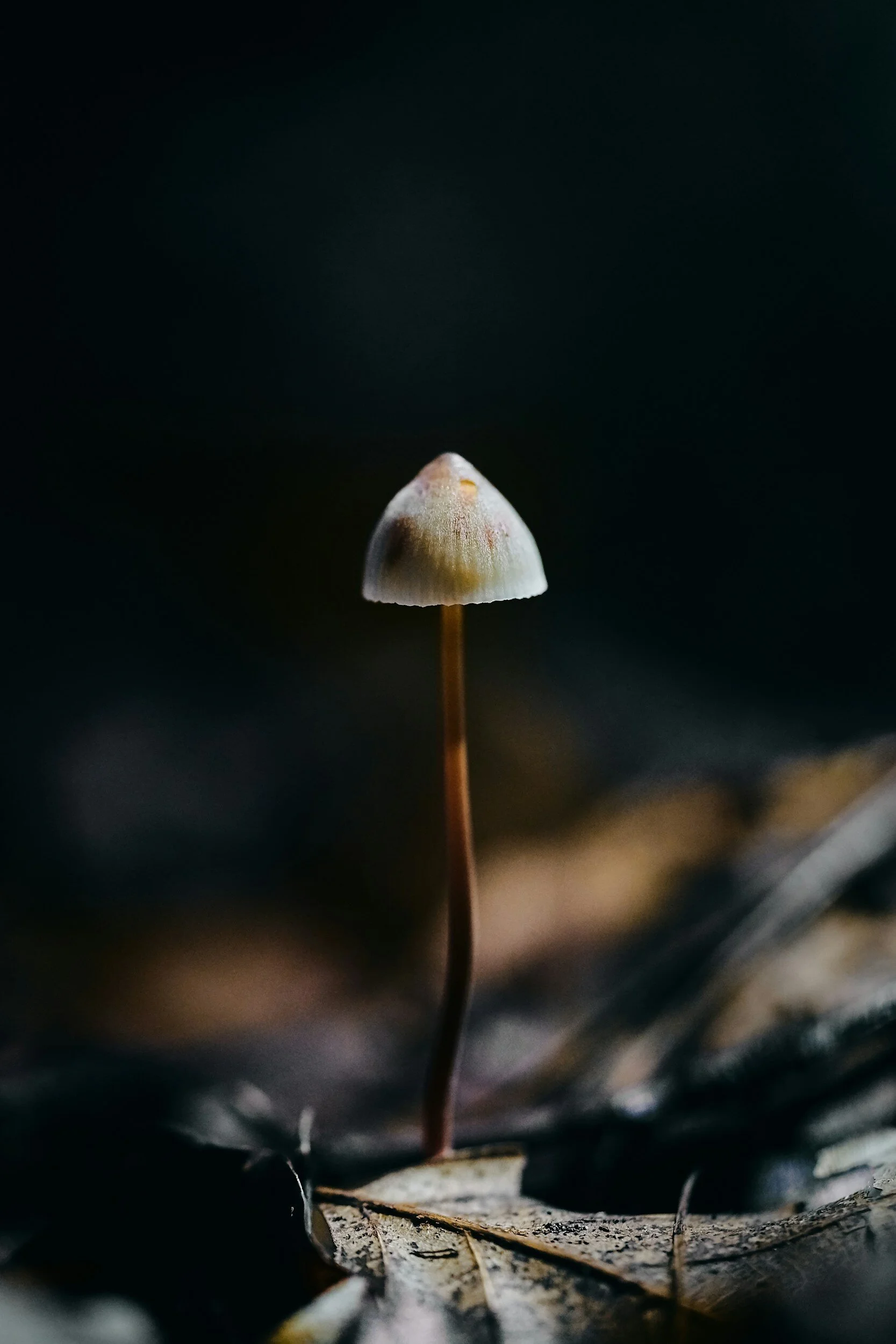 Could Magic Mushrooms Be The Future Of Anti Aging Medicine - amyf4pz