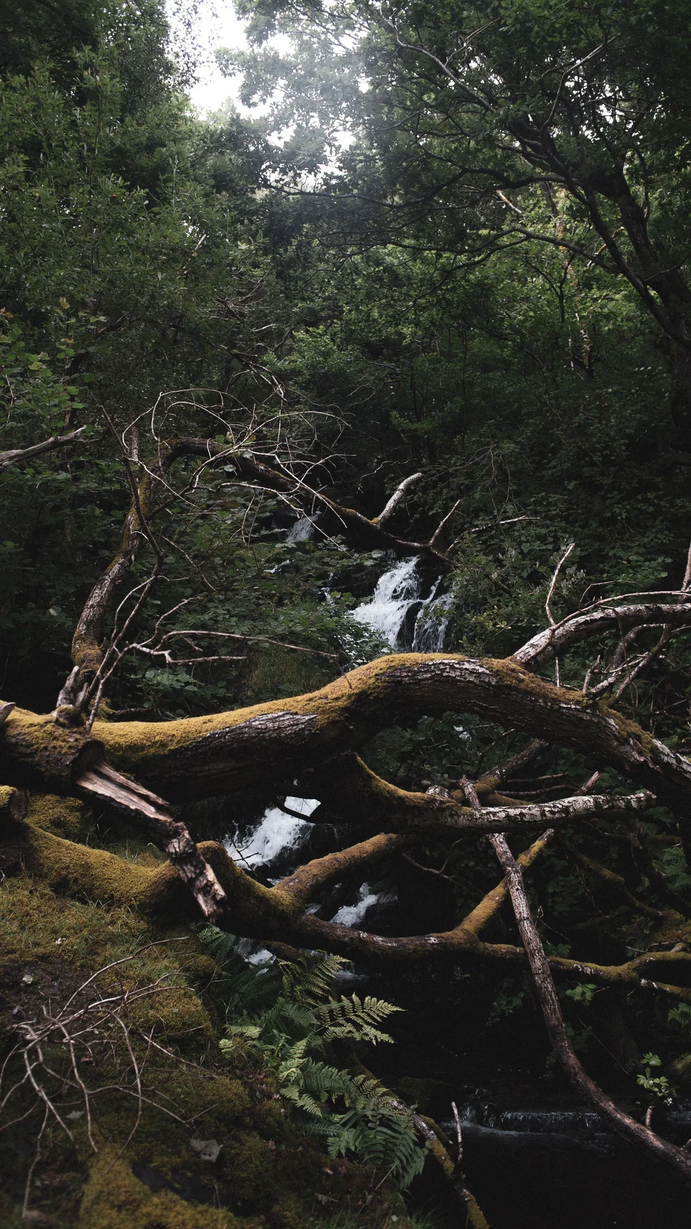 Deepen Your Roots — ROOTED HEALING