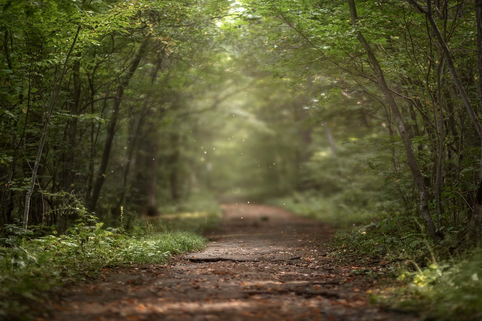 Sustainability Through Stakeholder Balance