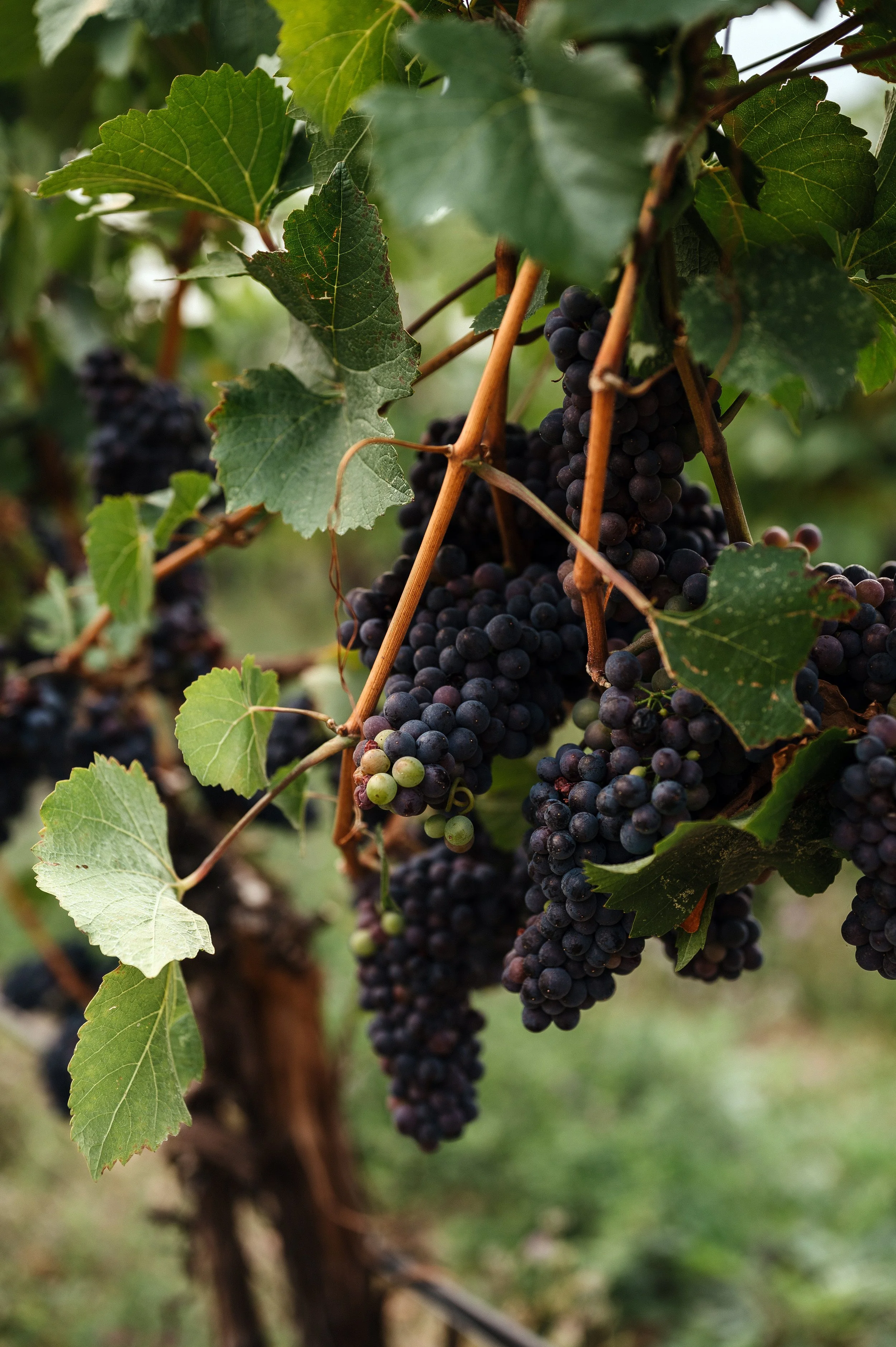 Tara Peach Photography