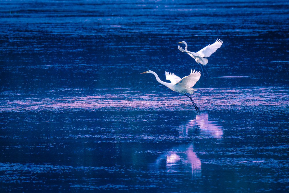 Dance of the egrets_white egrets-violet bg.jpg