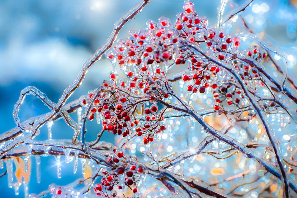 Winter berries.jpg