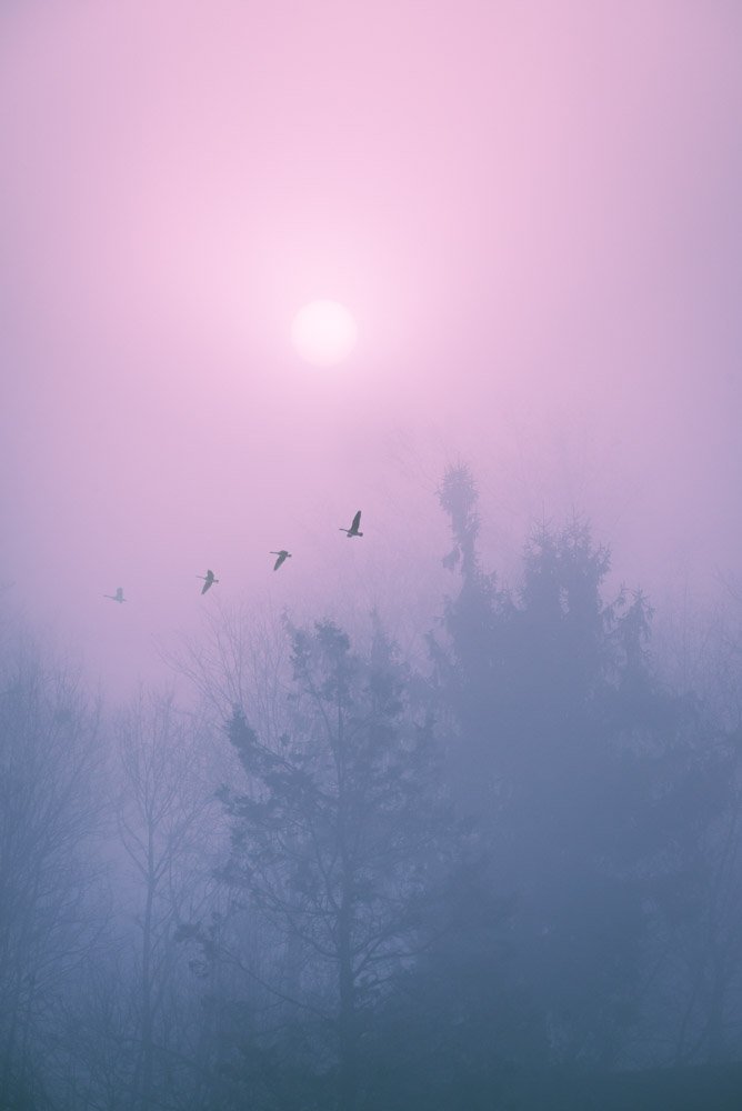 Misty sunrise_geese.jpg