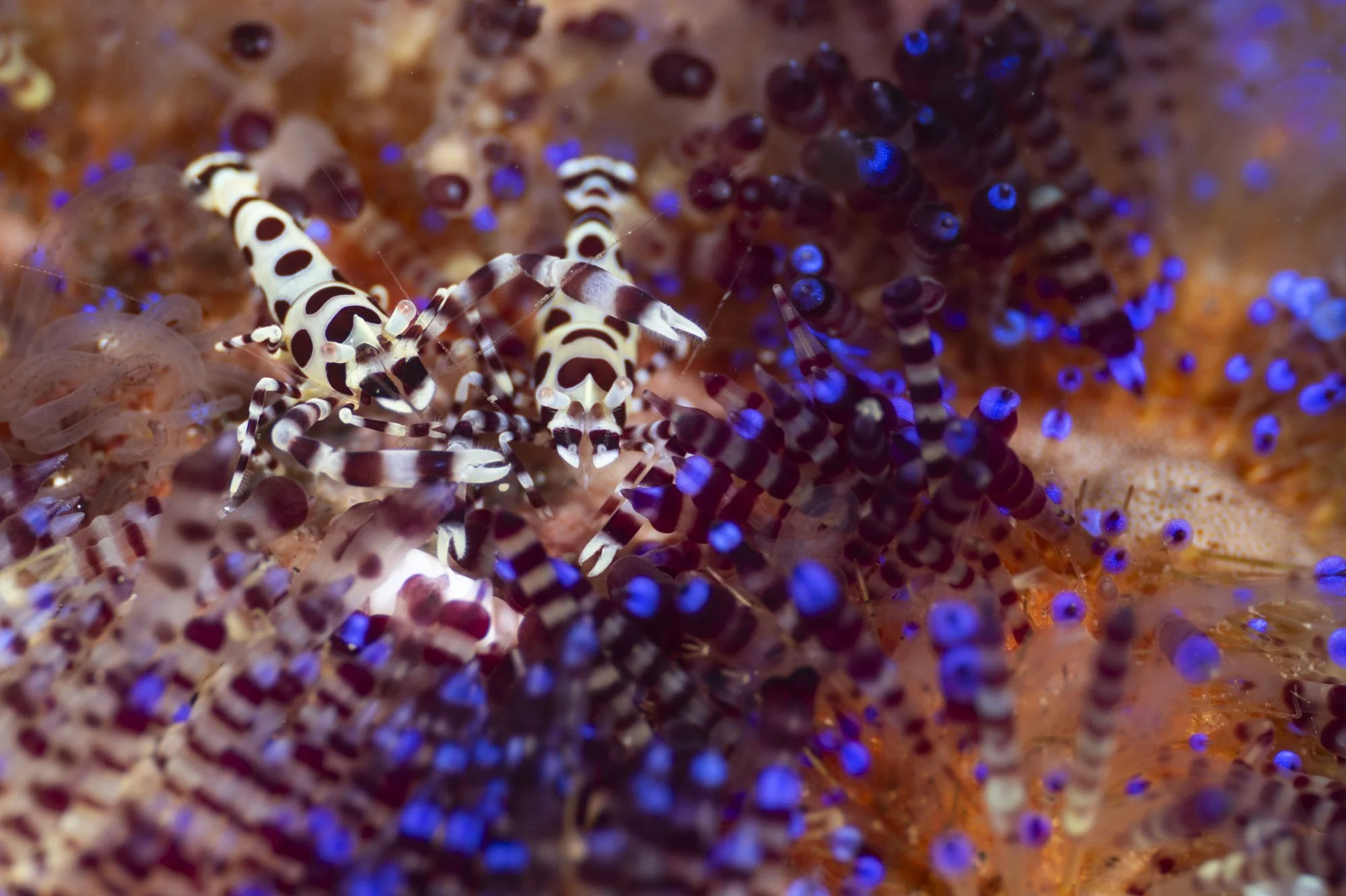 Coleman Shrimp photographed in the Lembeh strait. 