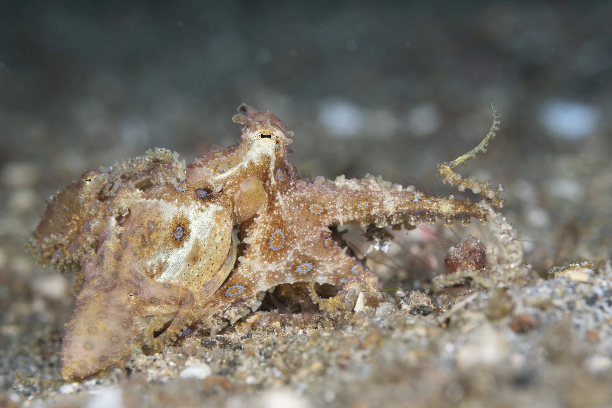 A camouflaged octopus blending into the sandy ocean floor, displaying brown and beige colors with blue-ring spots.