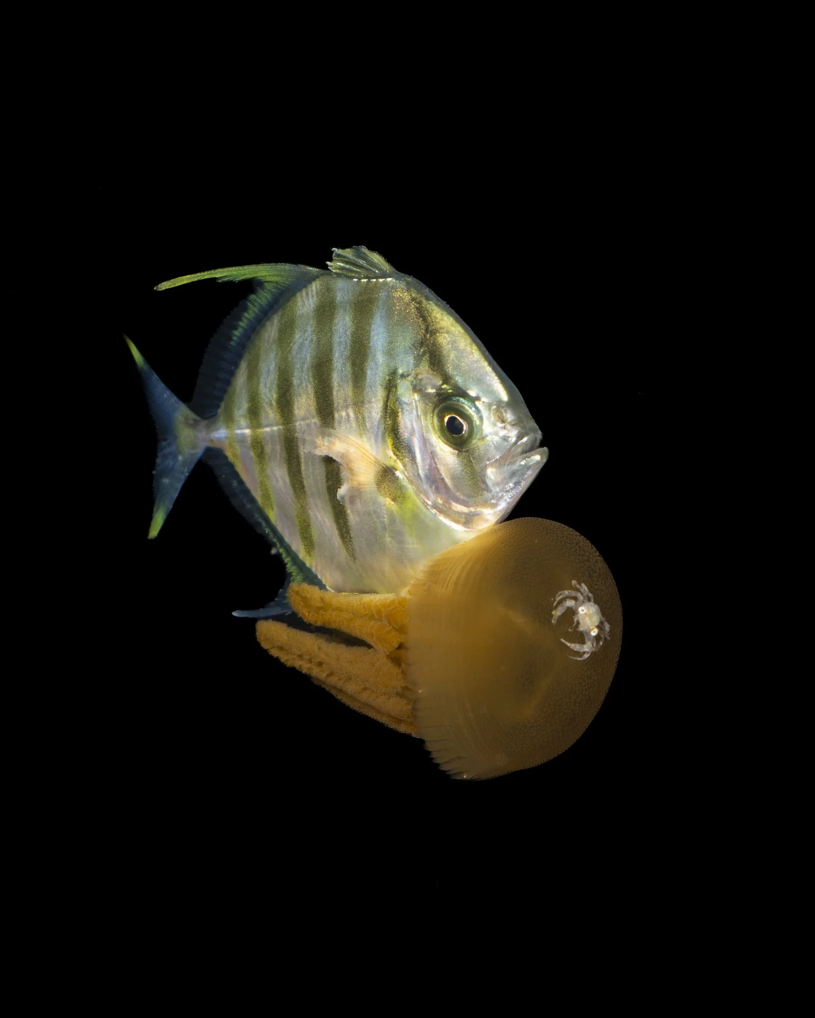 A fish with vertical yellow and black stripes swimming near a yellow sea creature against a black background photographed on a blackwater dive in north sulawesi. 
