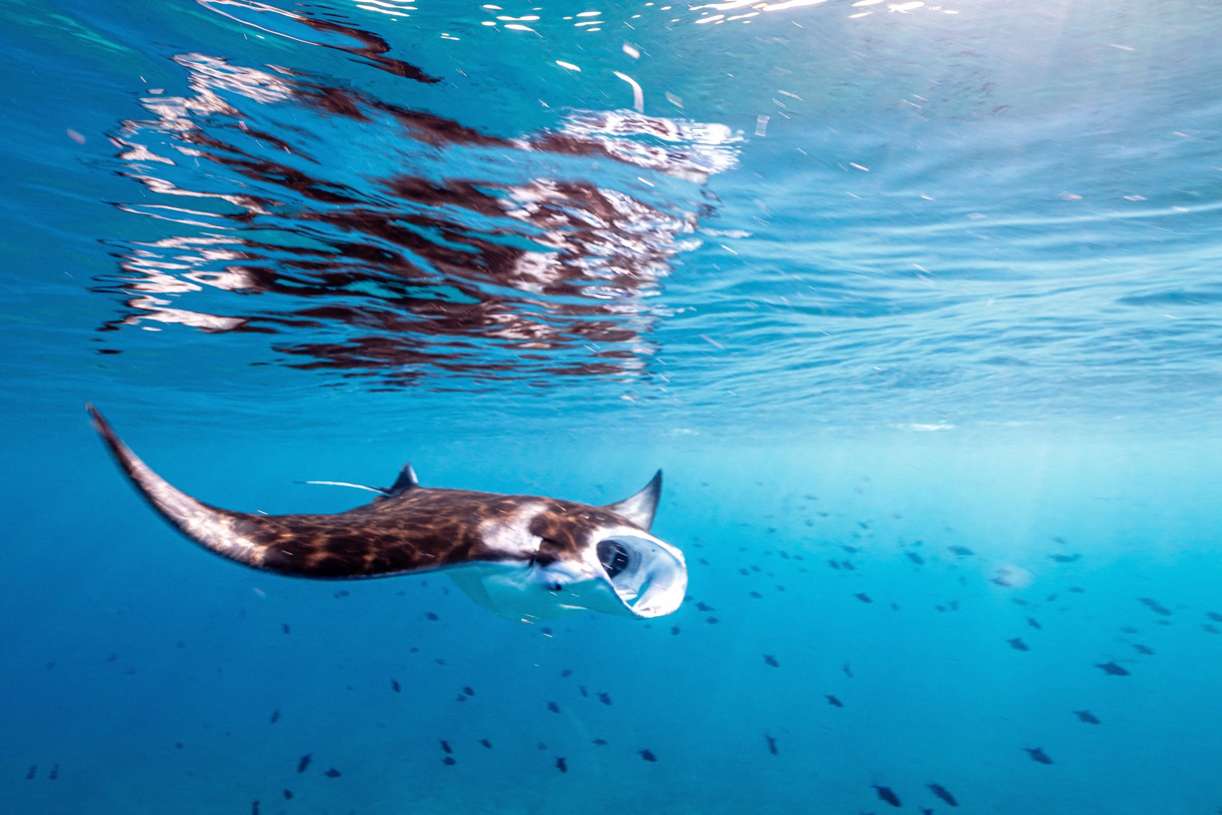 Underwater view of a Manta Ray swimming alongside a school of small black fishes in clear blue water.