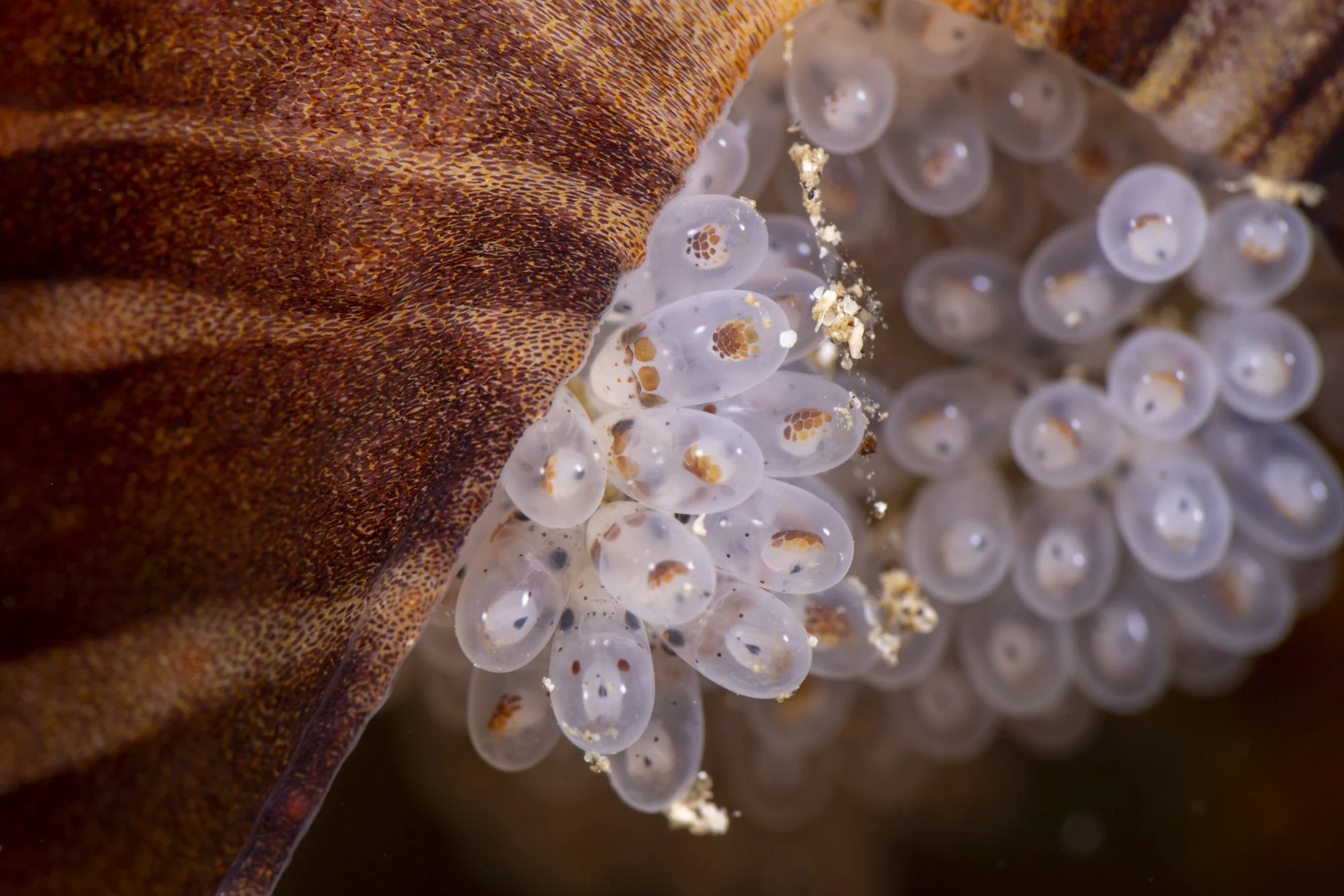 Close-up of a sea creature, focusing on a brownish, textured surface and transparent eggs with orange markings inside.