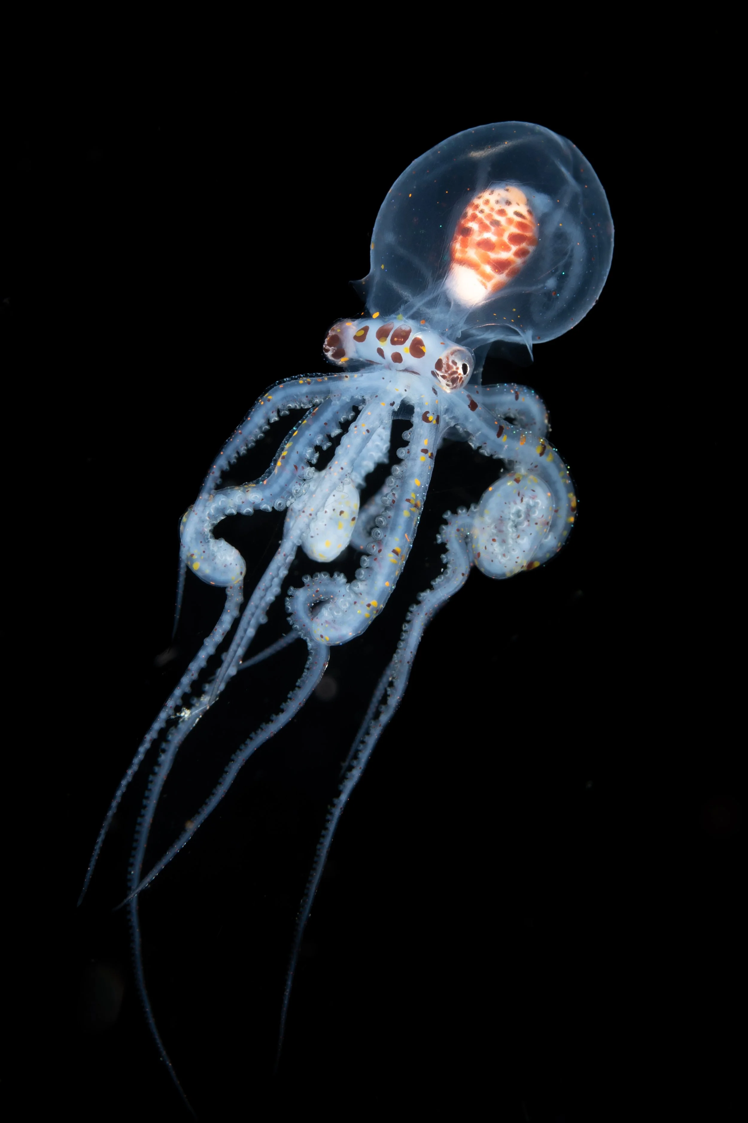 A juvenile wonderpus octopus photographed on a blackwater dive in north sulawesi. 