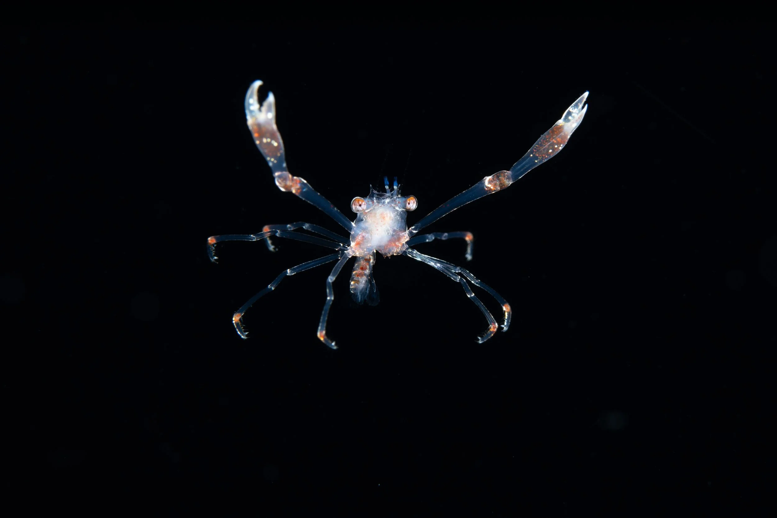 Small crustacean. 