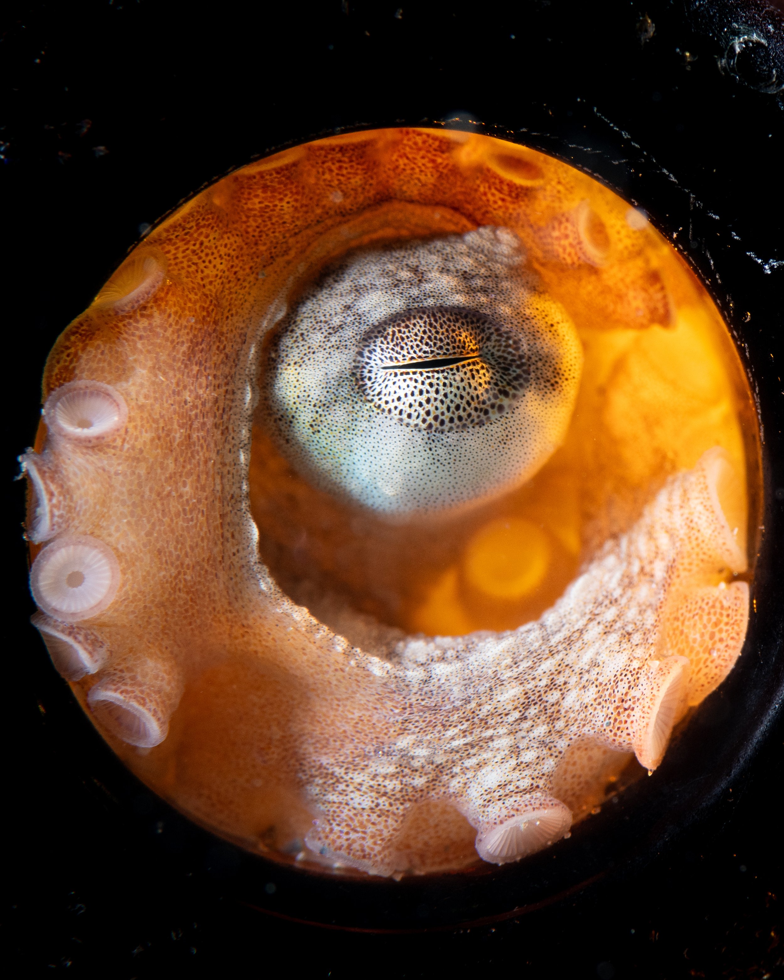 Close-up view of a small octopus with orange and white coloring, including a centered eye and partially visible tentacles, set against a black background.