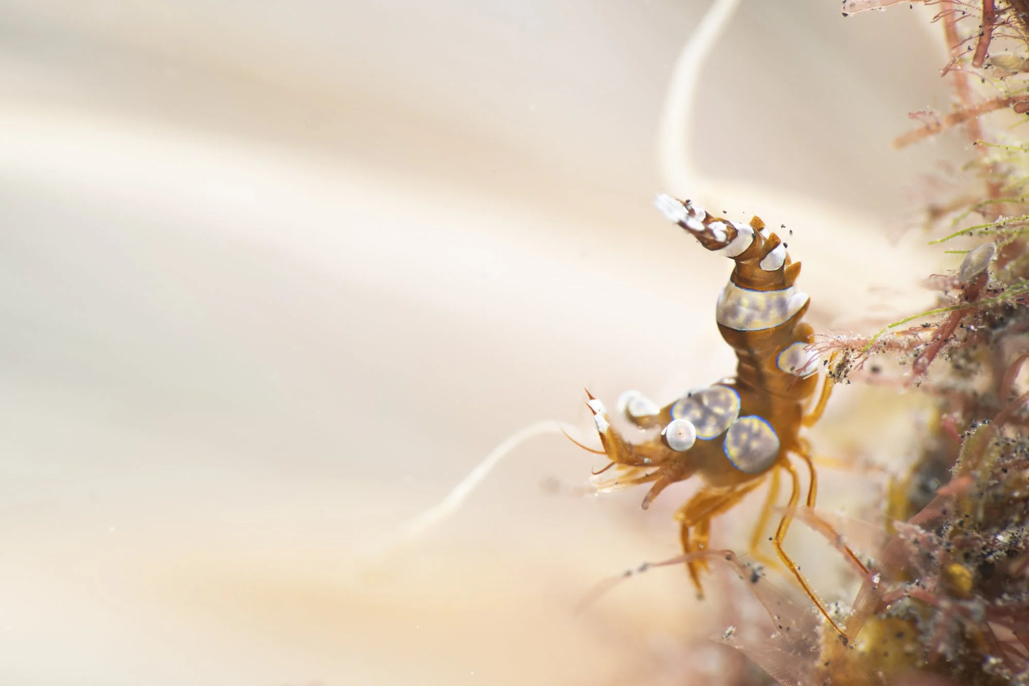 Close-up of a Sexy Shrimp, in front of a tube anenome. 