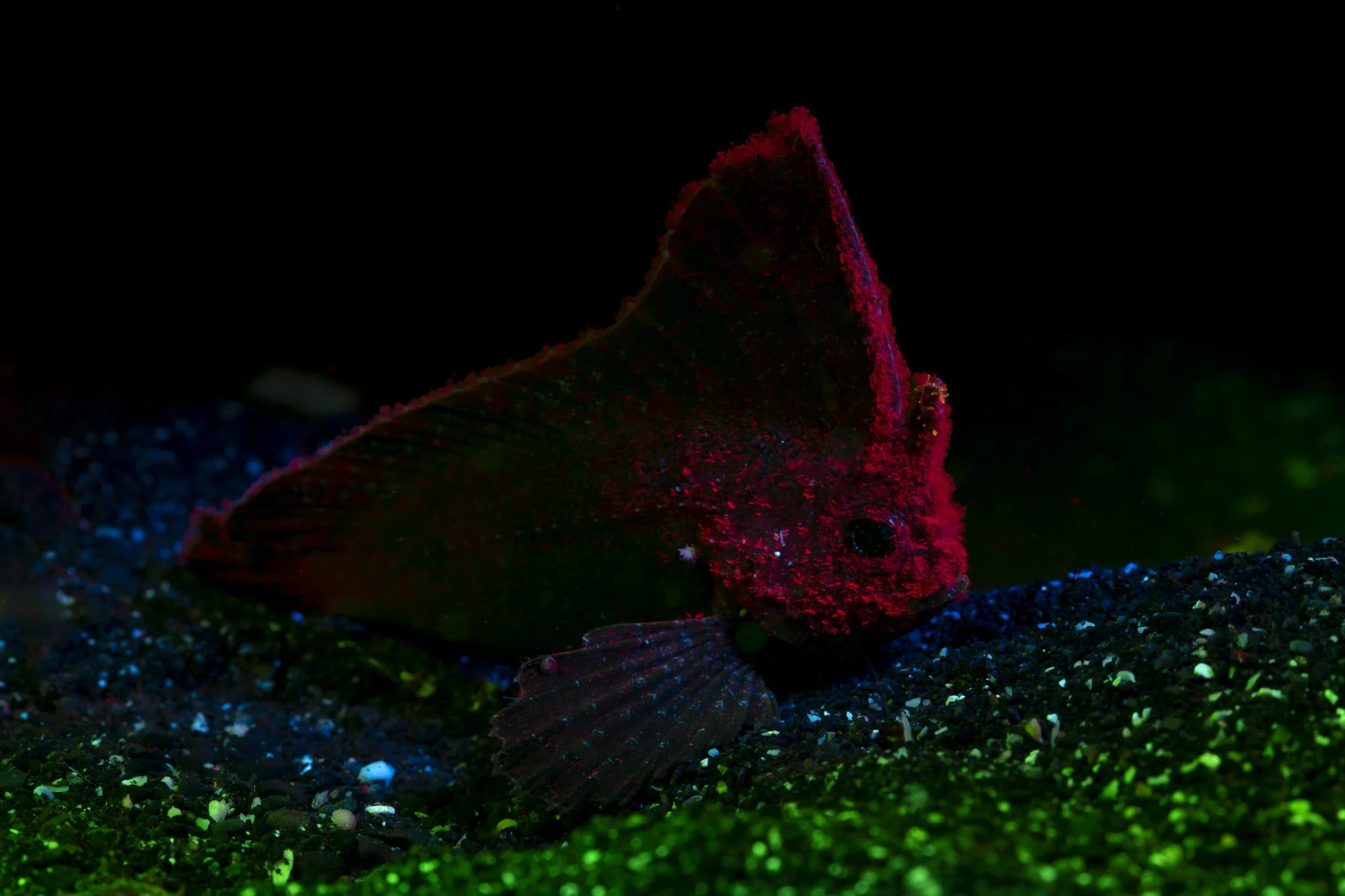 Close-up of a colorful fish with a red and black body, resting on a glittery, multicolored underwater surface in darkness.