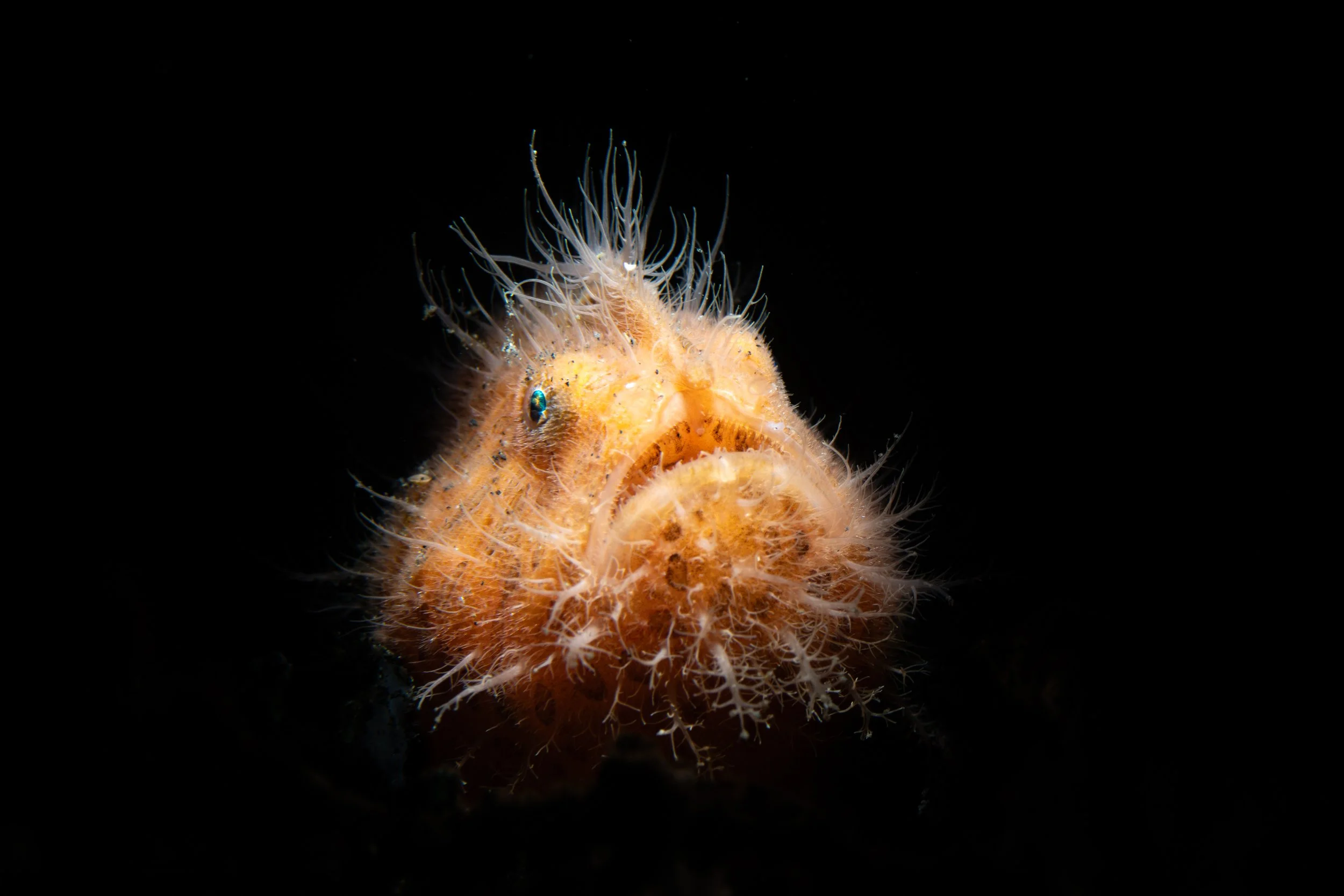 Close-up of a tiny,Hairy Frogfish with long, hair-like appendages, on a black background.
