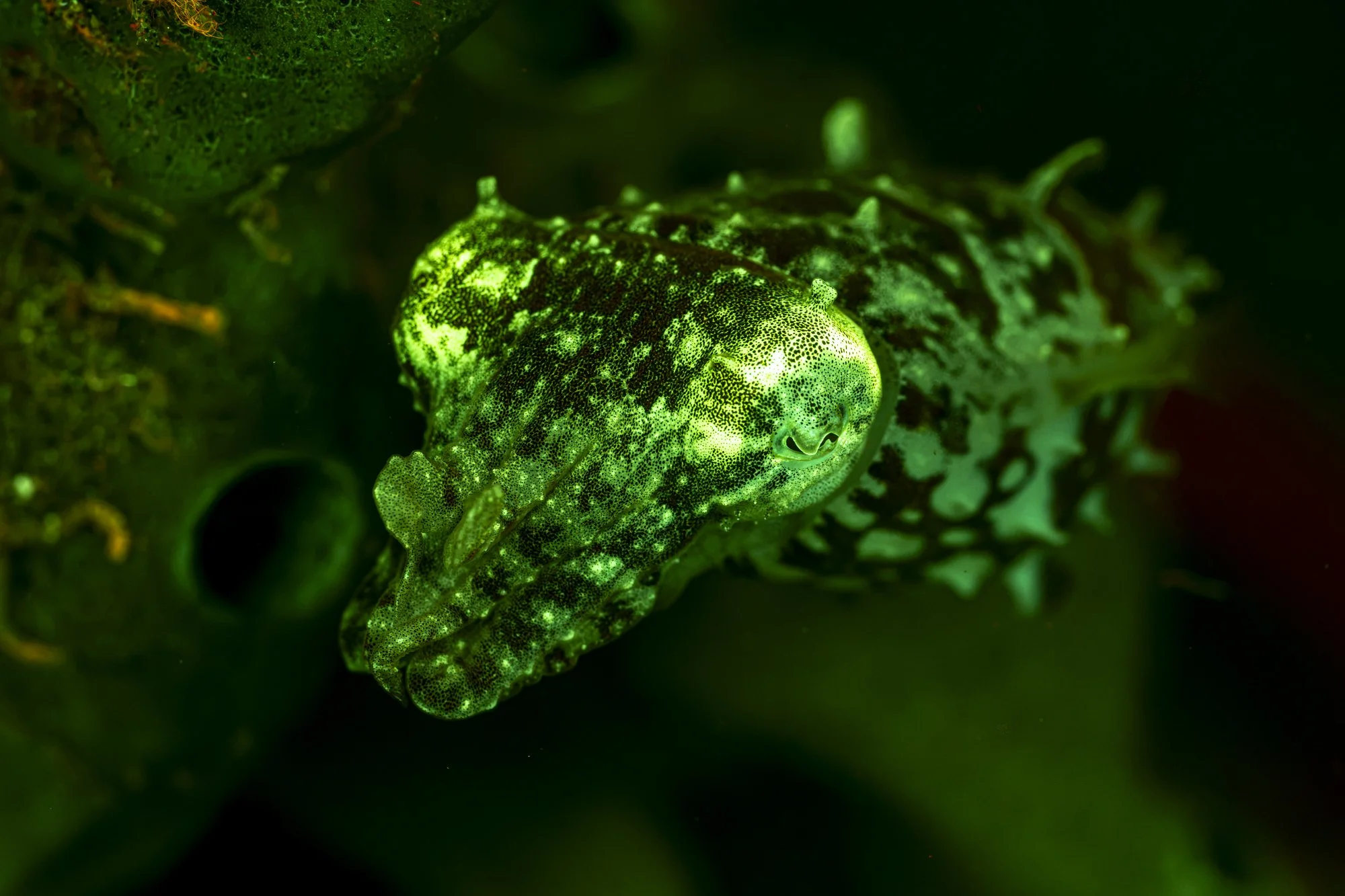 A green fluoroscent pygmy squid underwater in dark surroundings.