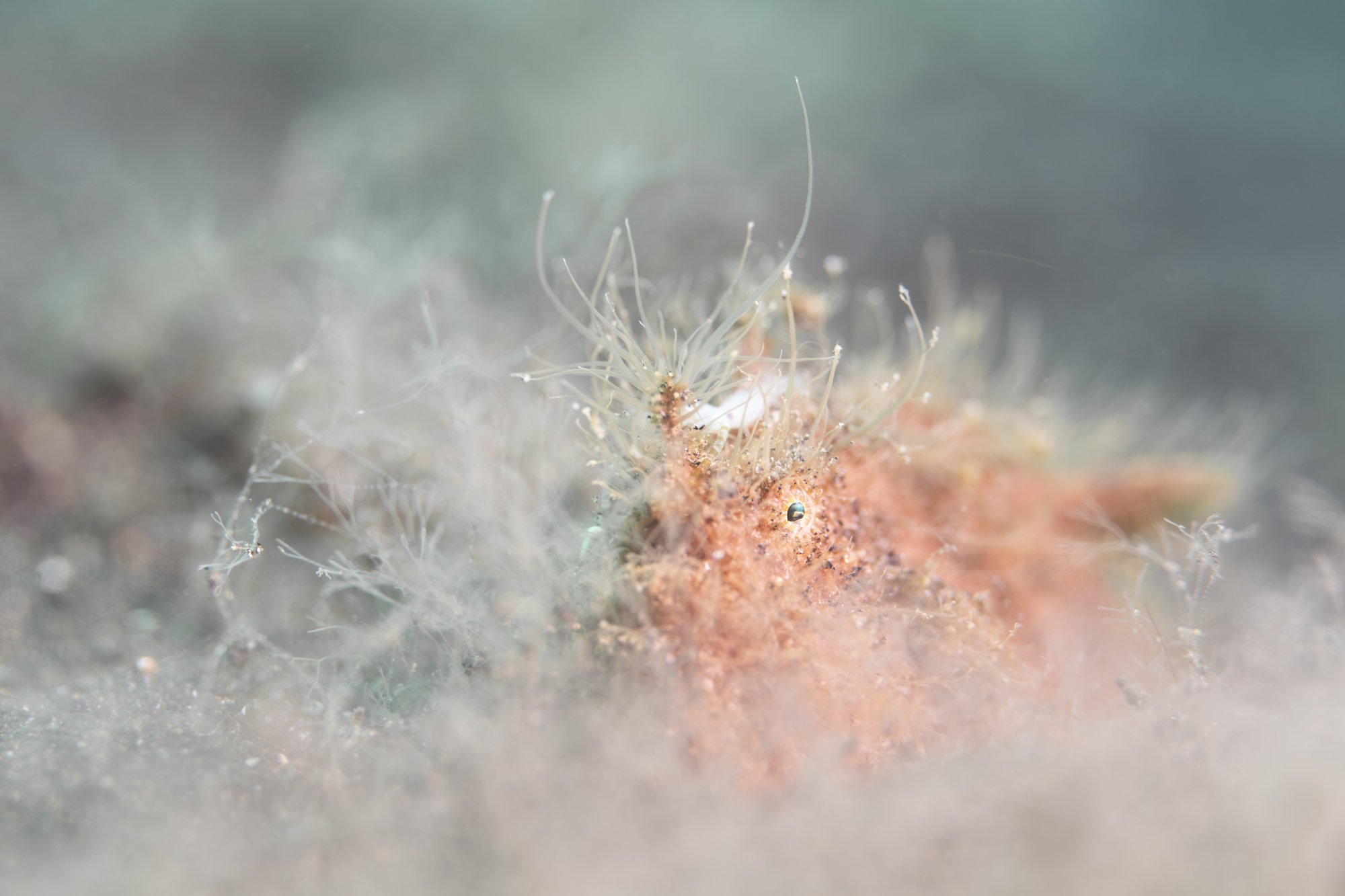 Close-up of a tiny marine organism or creature on a coral or rocky surface underwater, with thin filament-like structures extending from its body.