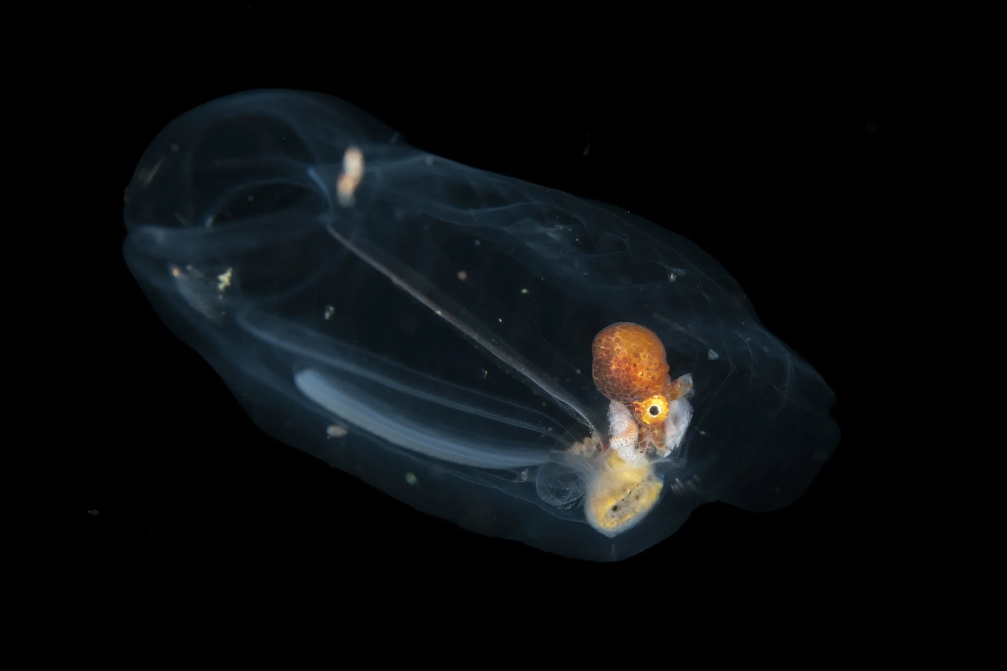 A small orange octopus hitches a ride inside a salp photographed on a blackwater dive in north sulawesi. 