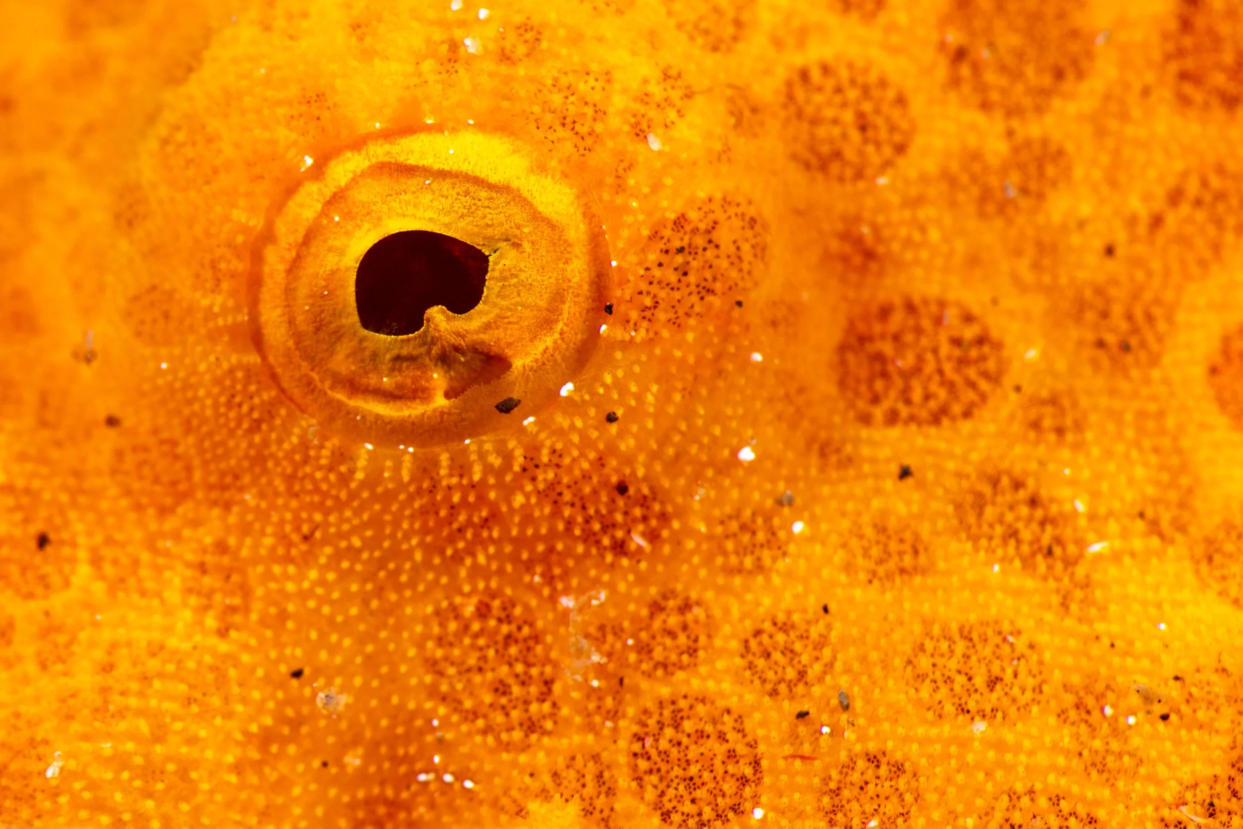 Close-up of an orange painted frogfish. 