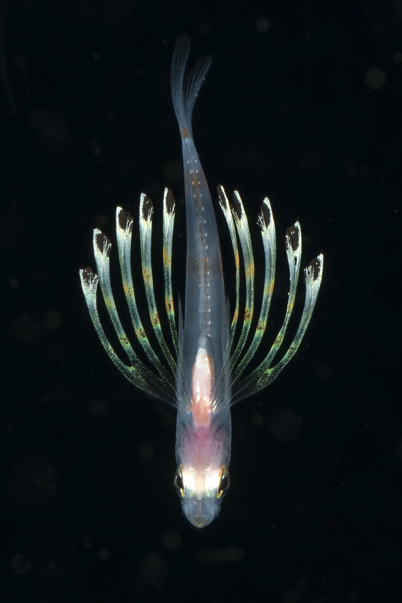 Juvenile Cardinale fish photographed on a Blackwater dive in North Sulawesi 