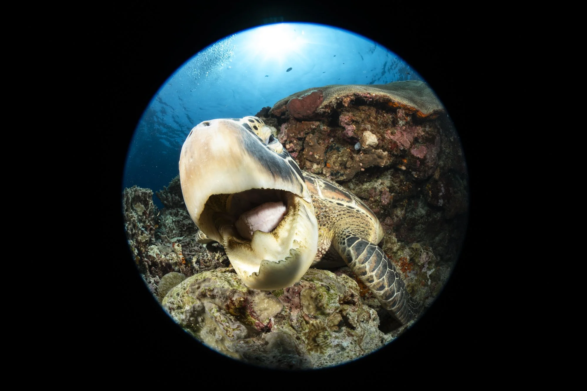 Underwater scene with a sea turtle and a large shell on a coral reef, viewed through a circular window or lens.