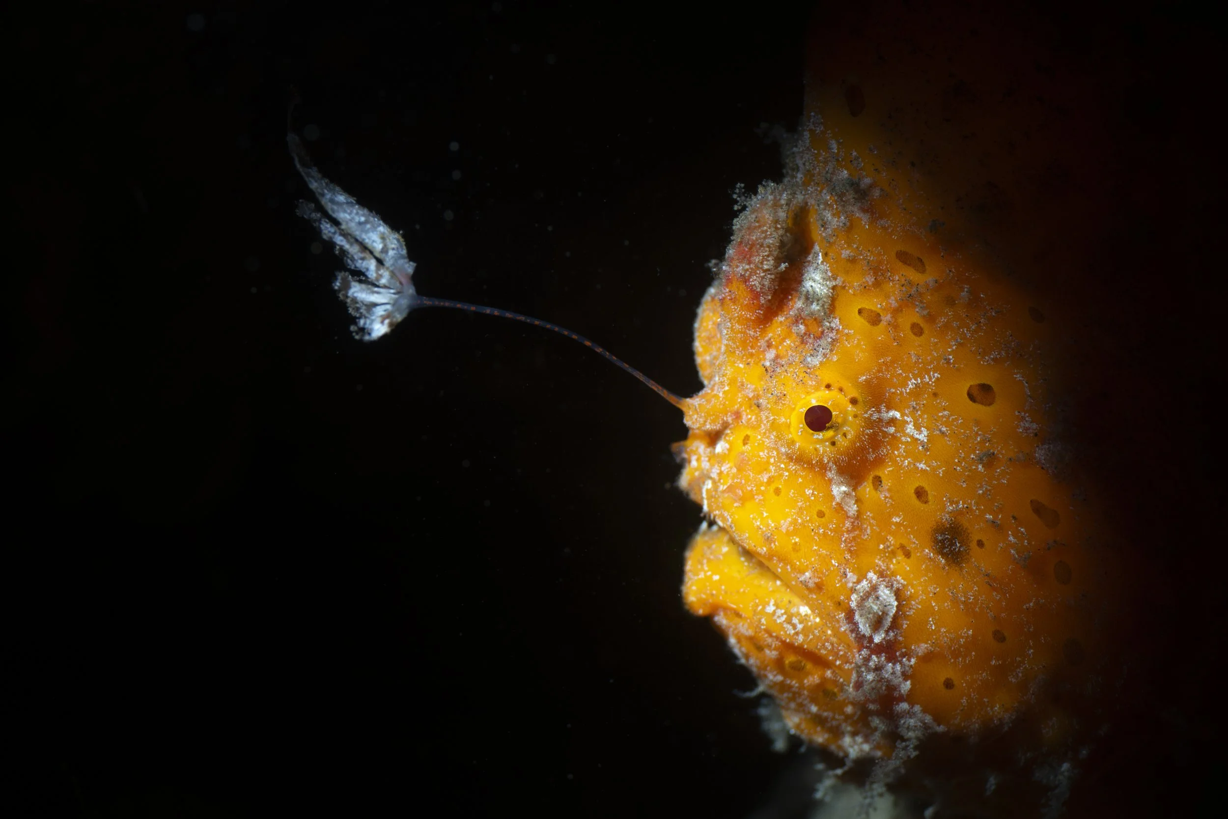Close-up of a tiny, transparent shrimp with blue and red markings on its body, positioned near the surface of a bright orange sponge with small holes, against a black background.