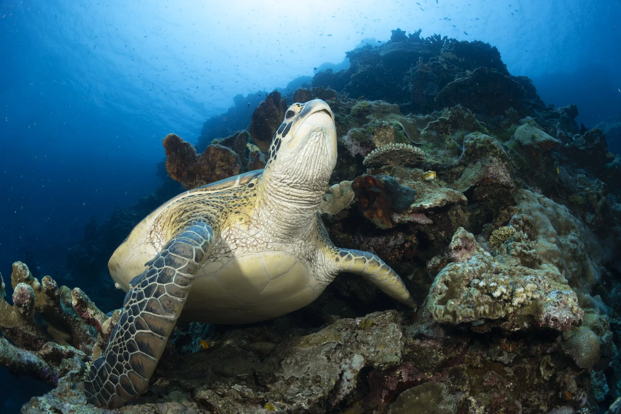 A sea turtle resting on a coral reef under water in Bunaken National Park, surrounded by various marine life and blue water. 