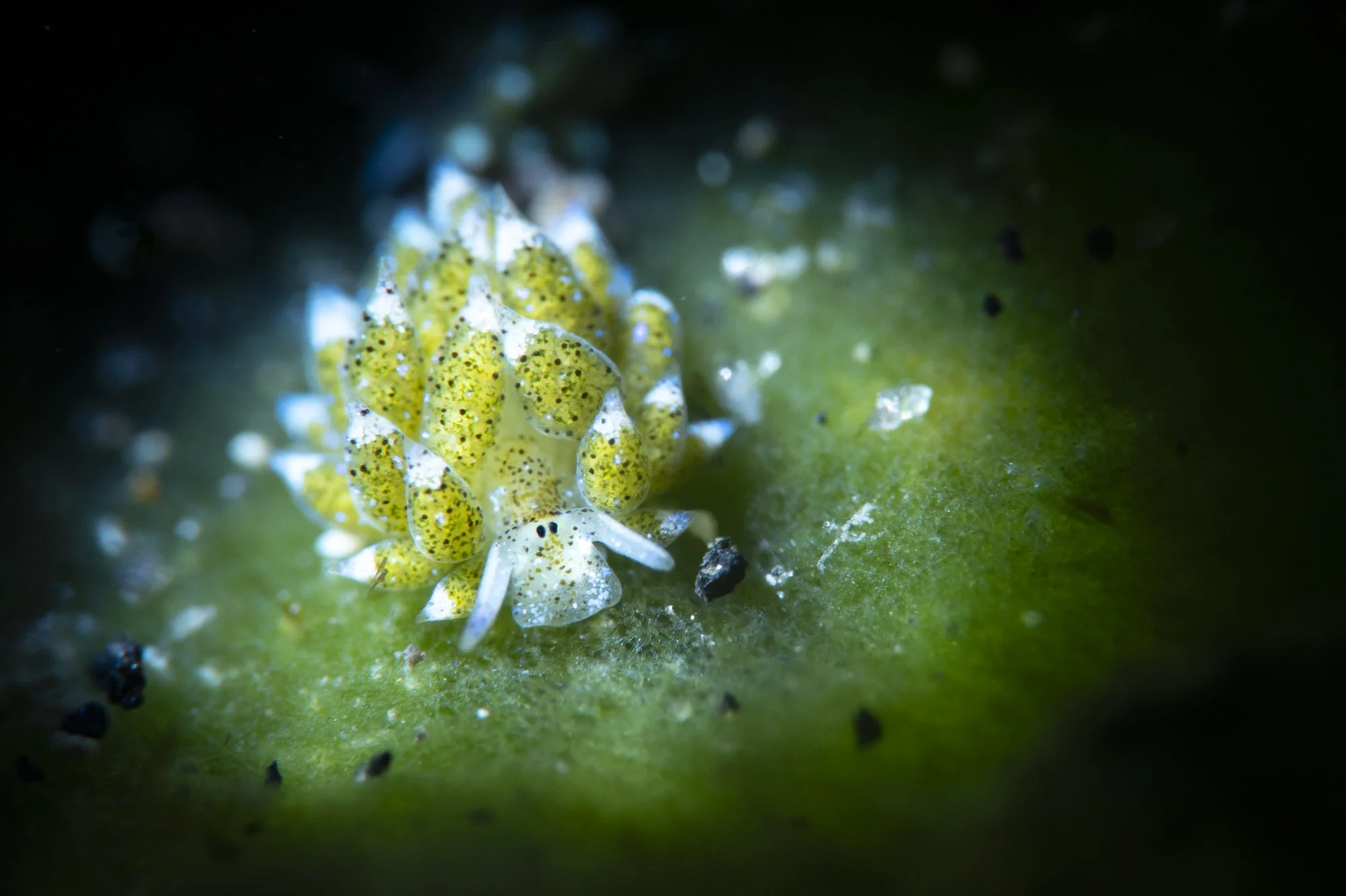 Close-up of a small, yellow, speckled caterpillar on a green leaf.